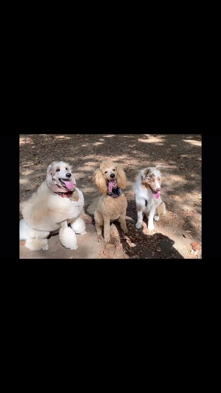 佐藤奈々子のインスタグラム：「Margot and Lonis So happy to play with cousin Dalia and lovely Bear ❤️❤️」