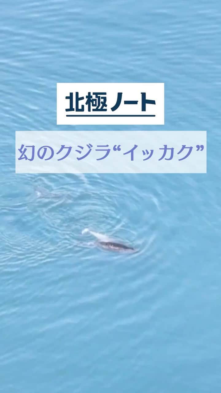 テレ朝newsのインスタグラム：「【北極ノート】幻のクジラ“イッカク”の姿を捉えました！ #松本と屋比久の北極滞在記 #北極ノート #テレ朝news #北極 #イッカク」