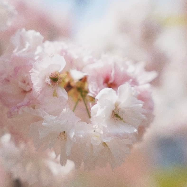 松原加奈恵さんのインスタグラム写真 - (松原加奈恵Instagram)「🌸🌸🌸 今年より来年また次の年と 年々、丈夫で綺麗な花を咲かせる  夏の桜の木は 深い緑が大きくて力強くてかっこいい🌳  僕の名前は桜(さくら)です👶  京も桜もたくさんの人と出会って　 世界の広さを知って、いろんな価値観で 自分の大切な人、居場所を見つけてね。  そしてなによりも自分を大切に、、、🤍  それが父と母の願いかな☺️☺️  #京と桜」8月30日 8時37分 - piiiiiiico