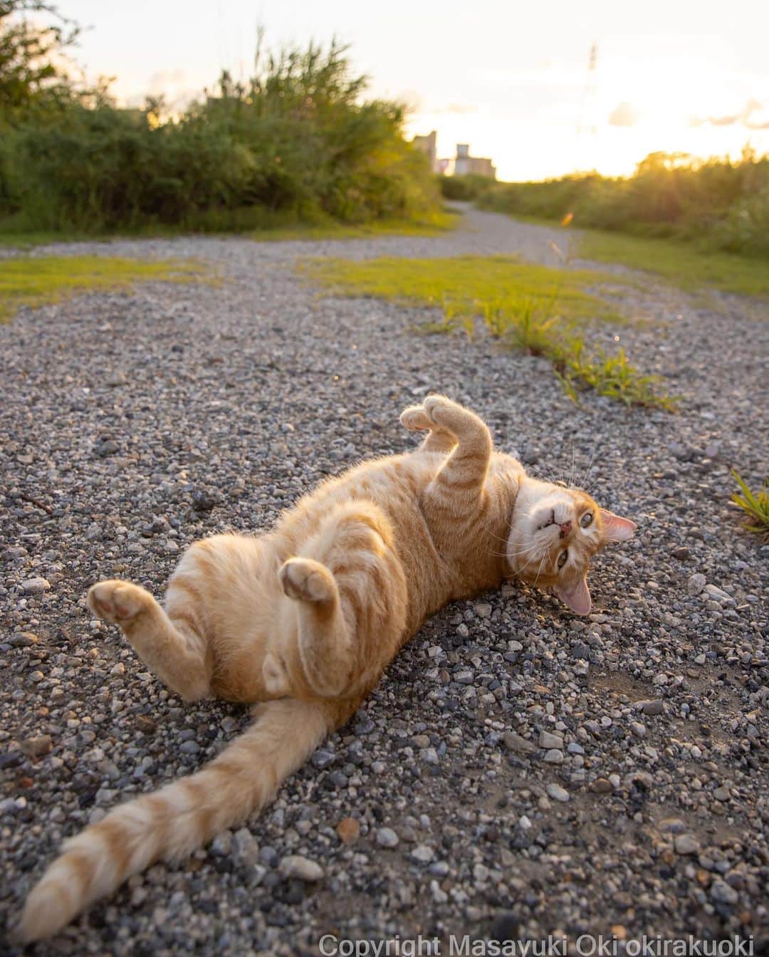 Masayukiのインスタグラム：「ごろりん。  #cat #ねこ #猫 #東京カメラ部 #nekoclub  #yourshotphotographer  #my_eos_photo」