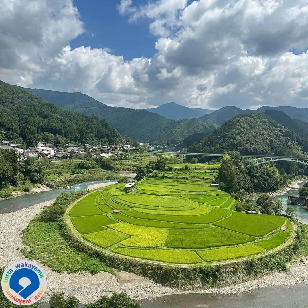 和歌山県のインスタグラム：「. Insta_Wakayamaでは、皆さんがハッシュタグをつけて投稿してくださった写真から、素敵な写真をご紹介させていただきます。本日のピックアップ @sachi.rimo4   さんのお写真です。 ハッシュタグのご利用ありがとうございます！  . こちらの写真は有田川町にあるあらぎ島の棚田の写真です😊 山と水田の緑の濃淡がとても素敵です🌟  和歌山県には緑豊かな自然がたくさんあります！ みなさんはこの夏、山登り⛰など自然に触れる体験はしましたか。暑い日々☀️が続いていますが、体調に気を付けながら外に出て活動するのも良いかもしれませんね🎵  . 和歌山に関する投稿には「 #insta_wakayama 」のハッシュタグをつけてください！ 和歌山の魅力を皆さんで発信していきましょう！ ハッシュタグをつけると同時に、写真の場所の記載・位置情報の登録もお願いします🎵  . フィーチャーしたお写真には撮影者の方が必ずいます。 お写真に関係のないコメントを残さないようにお願いします。   #和歌山県 #有田川町 #aridagawa_town #wakayama #あらぎ島 ＃aragiisland #insta_wakayama #instameet_wakayama #wakayamagram #nagomi_wakayama #visitwakayama#retrip_news #japan #なんて素敵な和歌山なんでしょう」