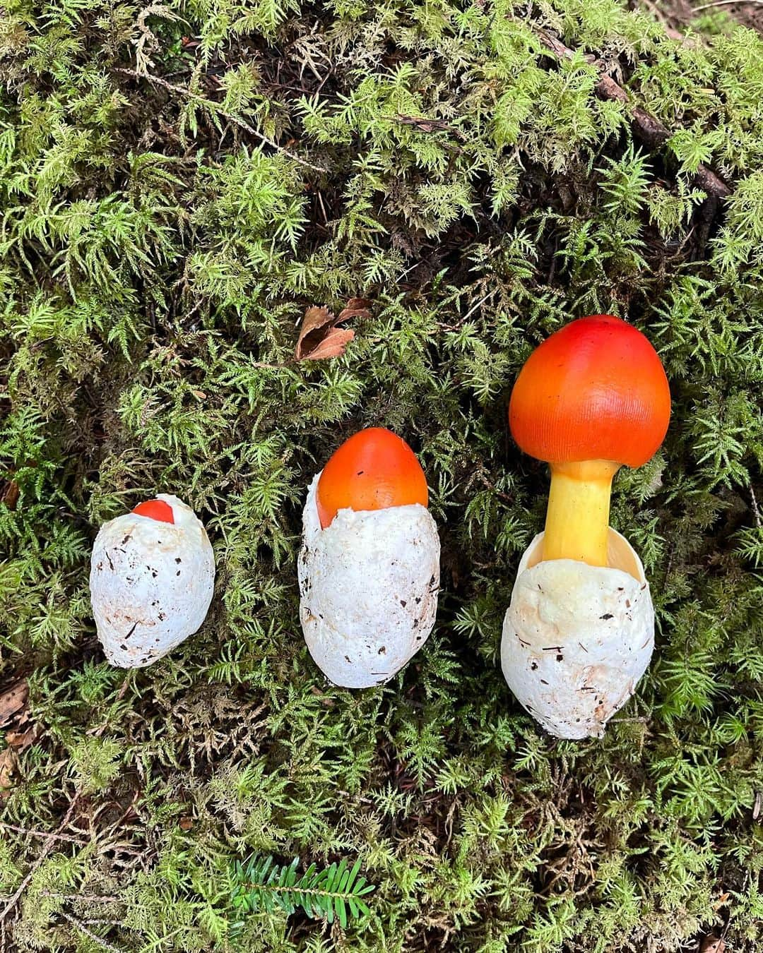 水原希子 さんのインスタグラム写真 - (水原希子 Instagram)「Mushroom hunting🍄 My fav was Amanita jacksonii!!🥰 きのこ狩りでタマゴタケに出会えた🥚❤️」8月30日 9時52分 - i_am_kiko