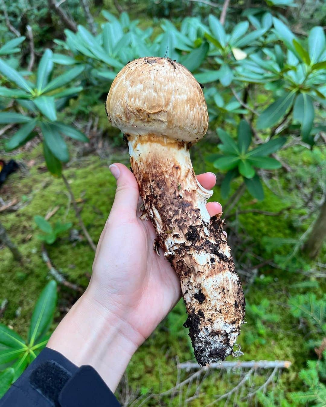 水原希子 さんのインスタグラム写真 - (水原希子 Instagram)「Mushroom hunting🍄 My fav was Amanita jacksonii!!🥰 きのこ狩りでタマゴタケに出会えた🥚❤️」8月30日 9時52分 - i_am_kiko