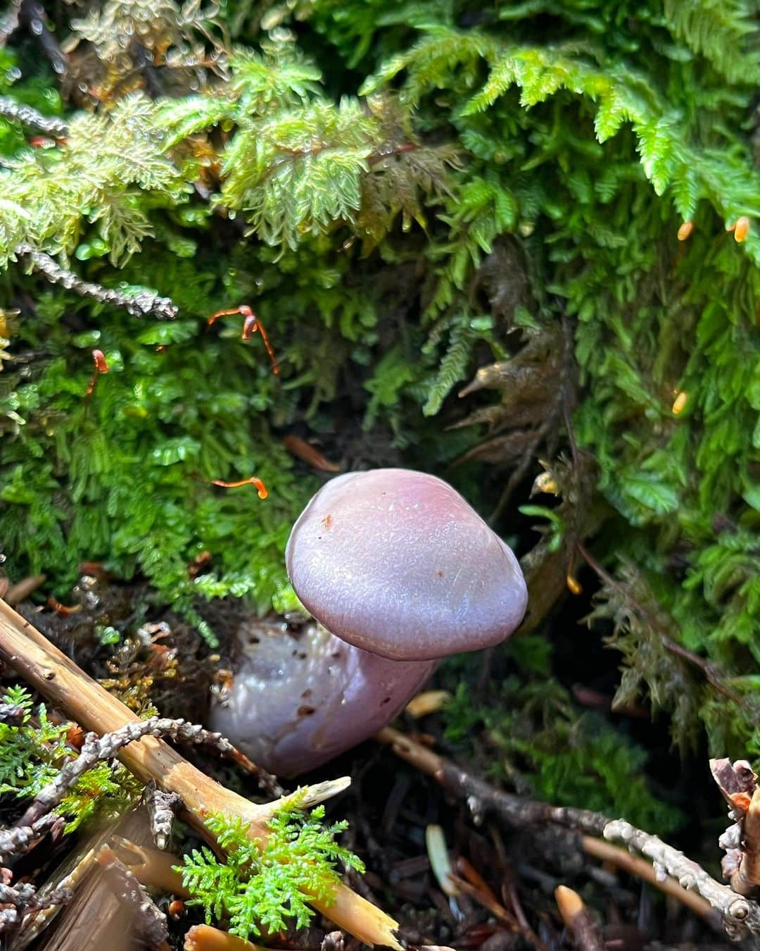 水原希子 さんのインスタグラム写真 - (水原希子 Instagram)「Mushroom hunting🍄 My fav was Amanita jacksonii!!🥰 きのこ狩りでタマゴタケに出会えた🥚❤️」8月30日 9時52分 - i_am_kiko