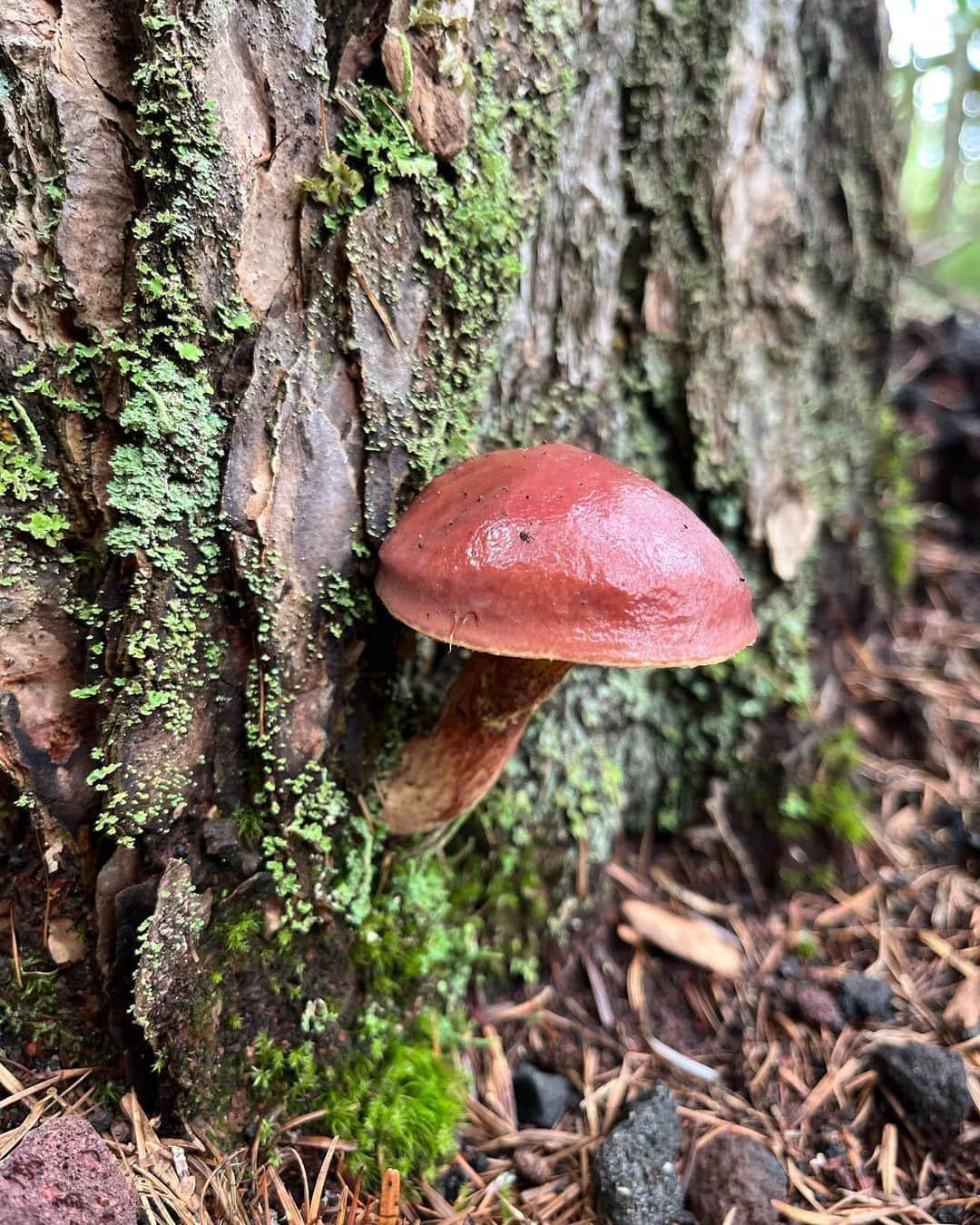 水原希子 さんのインスタグラム写真 - (水原希子 Instagram)「Mushroom hunting🍄 My fav was Amanita jacksonii!!🥰 きのこ狩りでタマゴタケに出会えた🥚❤️」8月30日 9時52分 - i_am_kiko