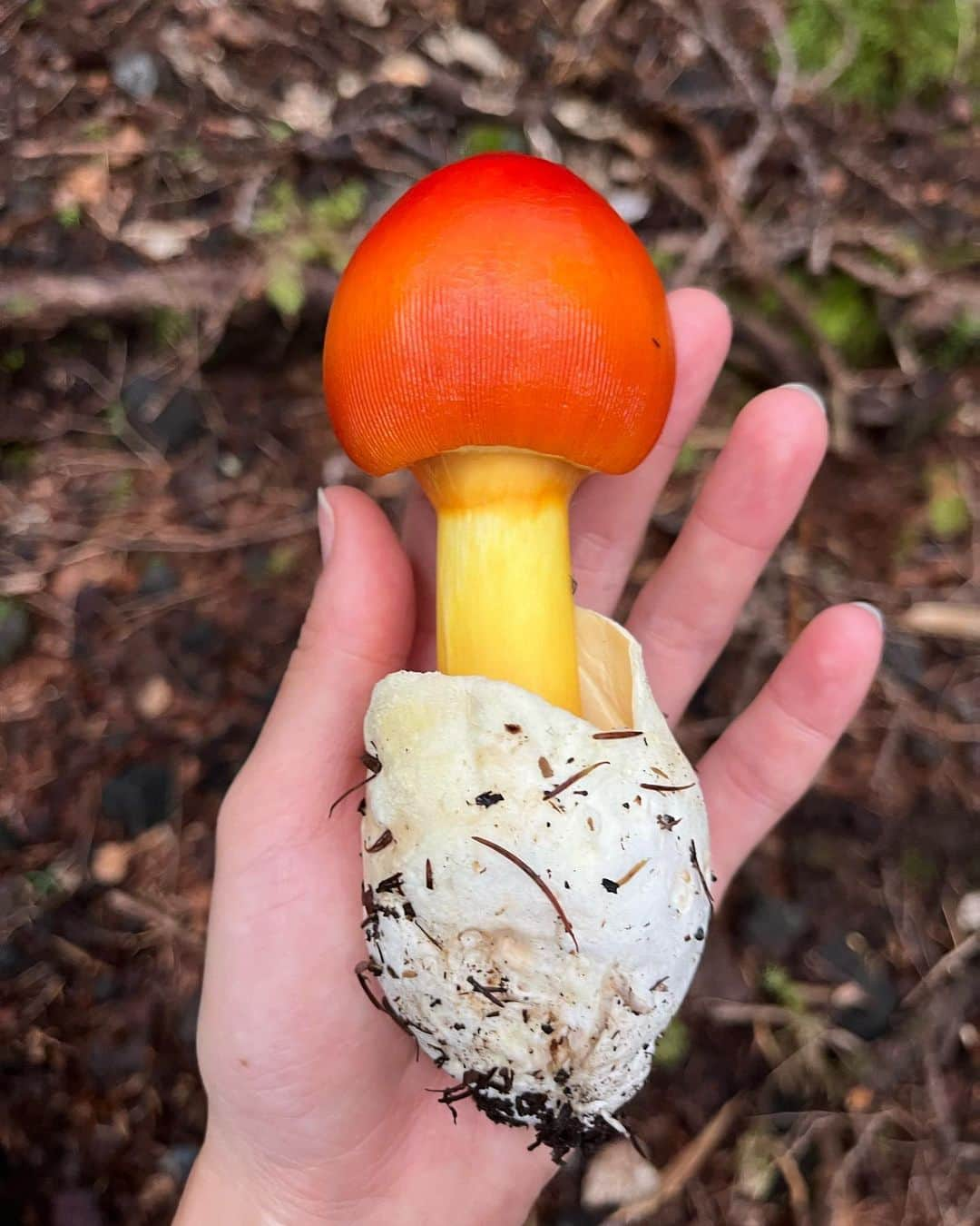 水原希子 のインスタグラム：「Mushroom hunting🍄 My fav was Amanita jacksonii!!🥰 きのこ狩りでタマゴタケに出会えた🥚❤️」