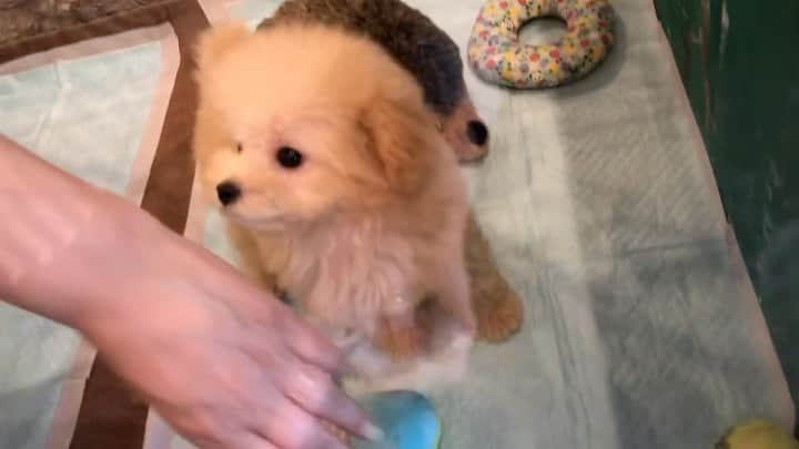 山本美優のインスタグラム：「* * * べびふわ🤍⋆⁺₊˚ 初めましての日🥴 * 母の手を添えてꕀ️꙳ * * *」