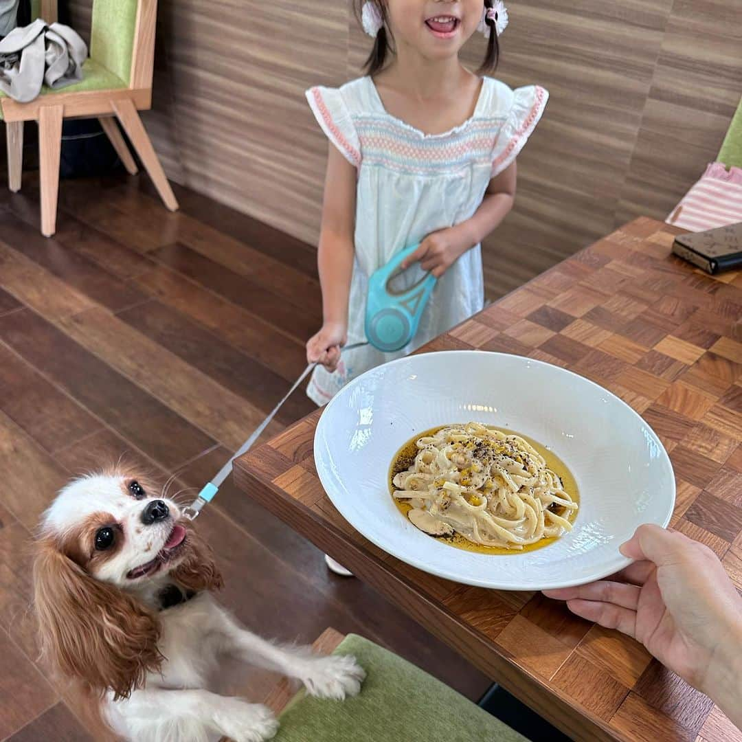 綾瀬羽乃(あーは)さんのインスタグラム写真 - (綾瀬羽乃(あーは)Instagram)「(((右に何があるの🐶👶？？))) 集合写真も上手になってきました♡  わんこ&ベビー&キッズと 美味しい料理🍝癒しでしかない会🤤👍✨✨  @evergreen_cafe_ebisu は、お犬さまもベビーカーも店内OKなので、暑い日でも涼しく過ごせるよ〜♪  ガーデンプレイスへ向かう歩く歩道から行くと暑いお外時間が少なくて済む🙆‍♀️  カチョエペペ🍝美味しくてぺろり チーズと胡椒のパスタ！ カチョエペペ！！！！覚えた！！  ちゃおりhappy birthday💋 なんやかんやで #アラサーの会 定期的に会える喜びです🤤❤️  今日もあなたにはっぴーあれ🫶  #ランチ #エビージョ#女子会#女子会ランチ #ベビーカーokカフェ #恵比寿 #恵比寿ランチ #恵比寿グルメ #恵比寿カフェ #恵比寿犬連れok #恵比寿犬okカフェ#パスタランチ#子連れランチ#子連れカフェ」8月30日 10時02分 - ayasehano