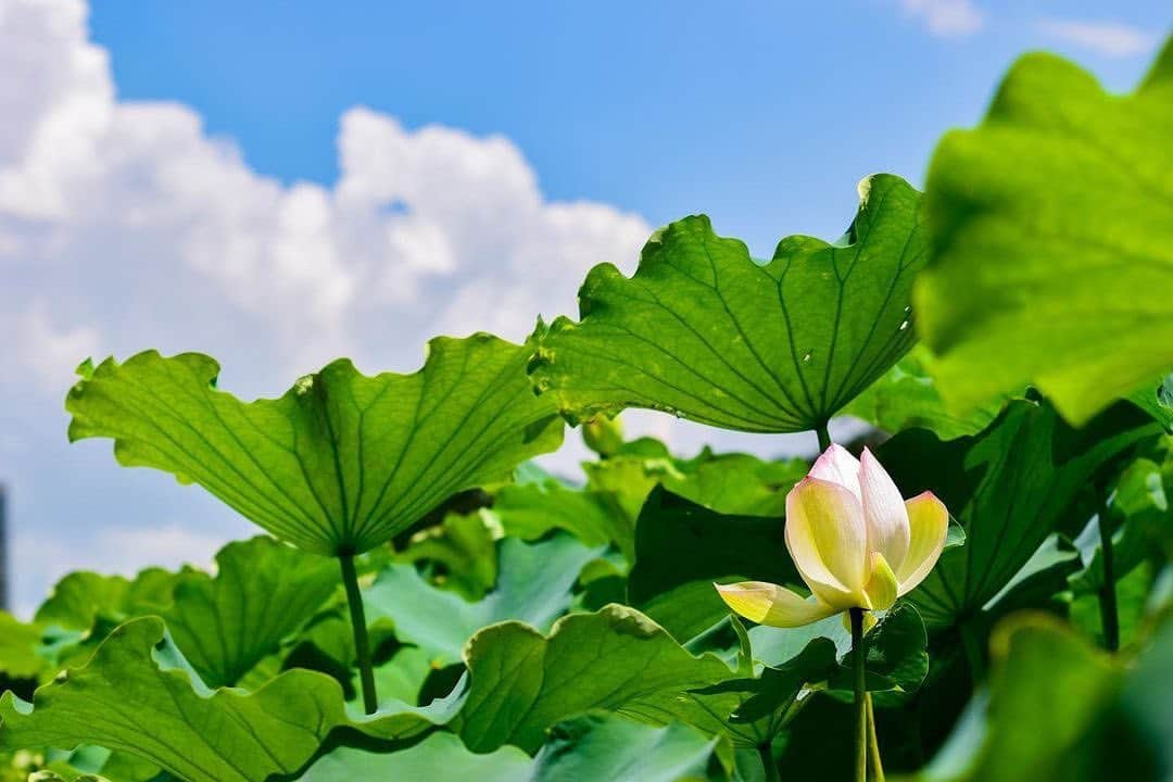 福岡市のインスタグラム：「＜ fukuokapics8月：福岡城と蓮の花＞  真っ青な空と蓮の花。福岡城跡のお濠では、蓮の花が見頃を迎えていました。 蓮は朝に大きく花開き、午後にはそっと閉じてしまいます。また、雨の後など、水滴が大きな葉の上を転がる姿も、また綺麗です。その神秘的な美しさを堪能してみませんか？🪷  Gorgeous lotus flowers are in full bloom at the moat of Fukuoka Castle Ruins (Maizuru Park). The flowers open in the early morning and close in the afternoon, making it perfect for a morning walk!🪷 The waterproof leaves are also fascinating. After rain, you can see water droplets rolling over them.  It is nearly the end of the blooming period, so don’t miss out!  photo by @popopopopcorn location：福岡城跡 ・ hashtag : #fukuokapics follow : @fukuoka_official ・ #福岡 #博多 #福岡市 #福岡城 #蓮 #舞鶴公園 #大濠公園 #fukuoka #hakata #fukuokacatsle #maizurupark #lotus」