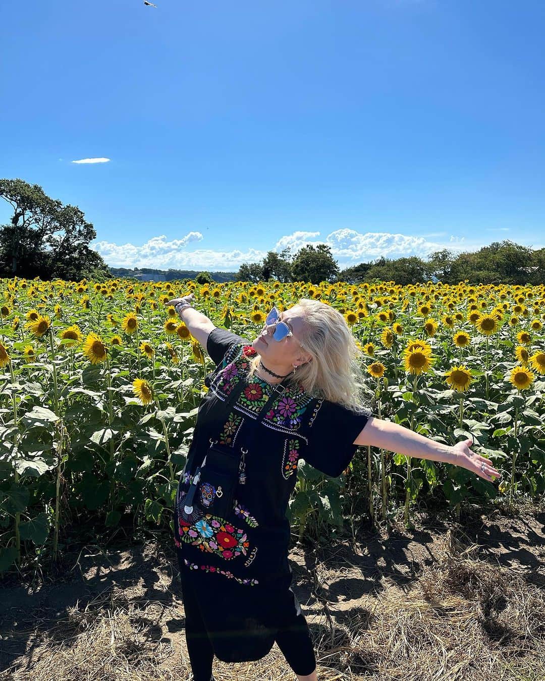 JILLのインスタグラム：「ひまわり🌻 —————————————- #personz #09月30日billboardlive横浜 #10月03日billboardlive大阪 #10月29日REDROCKS #11月03日西条市ストーンハンマー #11月04日西条市こけら落とし  —————————————- #jillpersonz  #personz  #youtubepersonzチャンネル #note  #jillpersonz  #エアプレ #JILLプレ #ラジオ高崎 #三味線jill屋」