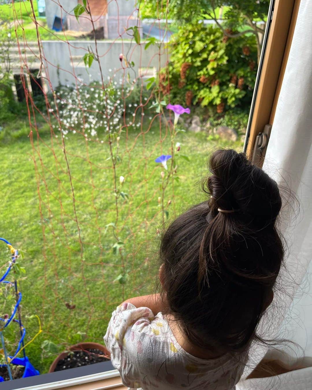 aco.さんのインスタグラム写真 - (aco.Instagram)「2023.8.30  数日前の朝の📷  娘が起きたら、雨戸を開けて #朝顔 を見るのが日課だった夏  青い植木鉢は幼稚園で植えたもの、 網に這わしたものは 幼稚園でもらって来た種を娘と一緒に植えたもの  写真ではちょうど少ししか写っていないけど 日によったら一度に沢山咲いてくれ、 どちらも夏休み終わりになっても 毎日咲き続けてくれています☺️  家で植えた方の朝顔は 同じ蔓から違う色の花が咲いて不思議  そういう種類も今は普通にあるのかな🤔 . . . この夏休みは 7／25〜27に息子の県大会⚽️ 8／8〜10に近畿大会（in和歌山）  翌週は台風もあり数日ゆっくりして 8／21は登校日と県選抜の試合 8／22〜25.27はオープンハイスクール  本当に息子の予定がいっぱいで 気付いたら夏休みも終わっていきました  息子は思い切りやりたい事をやれて 充実していたと思うけど（お勉強は置いといて😇） 娘が楽しかった事と言えば 4年ぶりに復活した地区の盆踊りと 翌週に連れて行ってあげた室内遊園地？くらい  しかも、オープンハイスクールで実家に預けていた後半から 娘は胃腸風邪を引いてしまい 数日間ひどくお腹を下していました  友達とも遊べなかったし プールにも行けなかったなぁ  一昨日、やっとの思いで 親子共に仲良しの友達と約束して出かけたのだけど なんと道中で私、車をぶつけてしまいまして… （対物なので誰も怪我なく済んだのが不幸中の幸いです）  友達にも悪かったし 結局最後まで娘をどこにも 連れて行ってあげられないままになってしまったし 出費が増えて家族には迷惑をかけるし  娘には負担をかけることも多かったけど 充実していたはずの夏休みだったのに 終わりがこんなでなんだかな…です🤦‍♀️（自業自得だけど）  ほんとに申し訳ないしかなくて🙏💦  夏休み、残り2日 せめて家でちょっと楽しい事をしてあげたいなぁ . . . . . #aco子育て記録 . #緑のある暮らしを楽しむ #グリーンのある暮らしを楽しむ #季節を楽しむ暮らし #ムクリ #マイホーム #木の家 #平屋 #平屋建て #平家の家 #平家住宅 #平屋暮らし #こどものいる暮らし #こどもと暮らす #子育てを楽しむ #3歳 #3歳女の子 #10月生まれ #幼稚園児 #こどものいる暮らし #こどもと暮らす #子育てを楽しむ  #11歳差子育て #中3男子 #14歳 #年の差兄妹 #年の差育児  #暮らしを楽しむ家づくり #暮らしの記録 #日常の記録 #日常を楽しむ #日常を楽しく .」8月30日 10時46分 - aco.chaaaaan