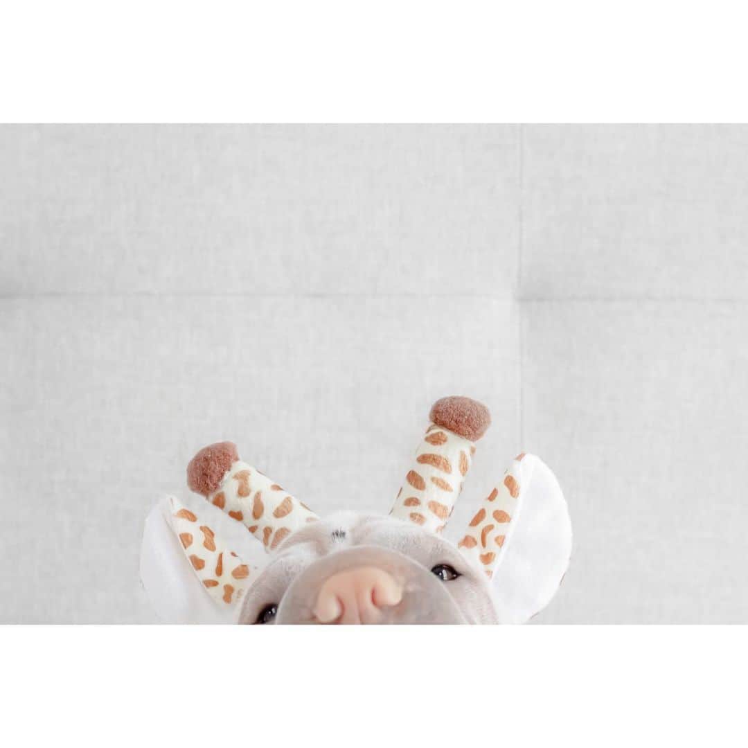 のインスタグラム：「The short giraffe 🦒 #poorlamby #love #sharpei #sharpeisofinstagram #sharpeisoftheworld #giraffe #wrinkles #squishyfacecrew #dogs #dogsofinstagram #doglover #ilovemydog #instagood #weeklyfluff #instadaily #doggylove #iloveyoutothemoonandback」