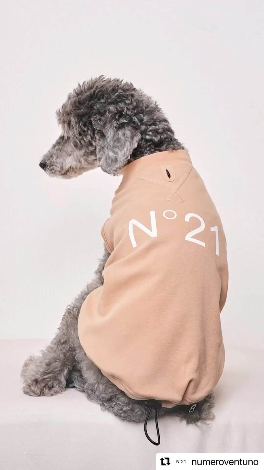 PELIのインスタグラム：「私がデザインとディレクションを手掛けている、ドッググッズブランドPEGION @pegion_dog と、イタリア発のファッションブランド「N21 @numeroventuno」のコラボレーションアイテムを、N21のコンセプトストア「GARAGE VENTUNO 」pop-up storeうめだ本店1階コトコトステージ11にて発売します🐕  ウエアやハーネス、インテリアに至るまで全13型のカプセルコレクションとなりました🐩  また、通販については阪急オンラインストアからご購入いただけます🐕‍🦺 https://x.gd/YU92p  【N21xPEGION コラボレーション第2弾 発売】 イタリアのブランドN21の日本限定プロジェクト 「GARAGE VENTUNO」と PEGIONのコラボレーション ドッグアイテム第2弾 が、8/30(水）より発売スタート。 つきまして「阪急うめだ本店 1階 コトコトステージ11」 にてポップアップストアをOPEN！ 会期中はコラボドッグアイテムだけでなく、N21xMLBxNEW ERAのトリプルコラボレーションによるキャップとハットのコレクションも展開いたします。 これからの季節に活躍する新たなラインアップをこの機会にぜひお手に取ってご覧ください。 会期：8月30日(水)～9月5日（火） 場所：阪急うめだ本店1階 コトコトステージ11 電話：06-6313-0369 (N21売り場直通） お問い合わせ先：0120-135-015 (IZA カスタマーサービス)  ぜひ皆様のご来店をお待ちしております！ #N21xPEGION #N21xDOG #MLB #NEWERA #GARAGEVENTUNO #N21 @numeroventuno」