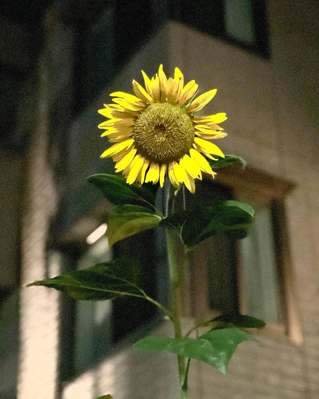 渡辺達生のインスタグラム：「2023.08.30…深夜のヒマワリ。 周りはうな垂れたり、花弁が落ちたりしてる中、コイツだけがビシッと立っていたよ。 #tatsuowatanabe」