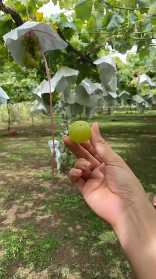 石岡麻奈美のインスタグラム：「山梨ぶどう狩りー！🍇🍇 20種類のぶどうを食べ比べて狩ってきました🤗  シャインマスカットは最高級クラスをゲット！！！！」