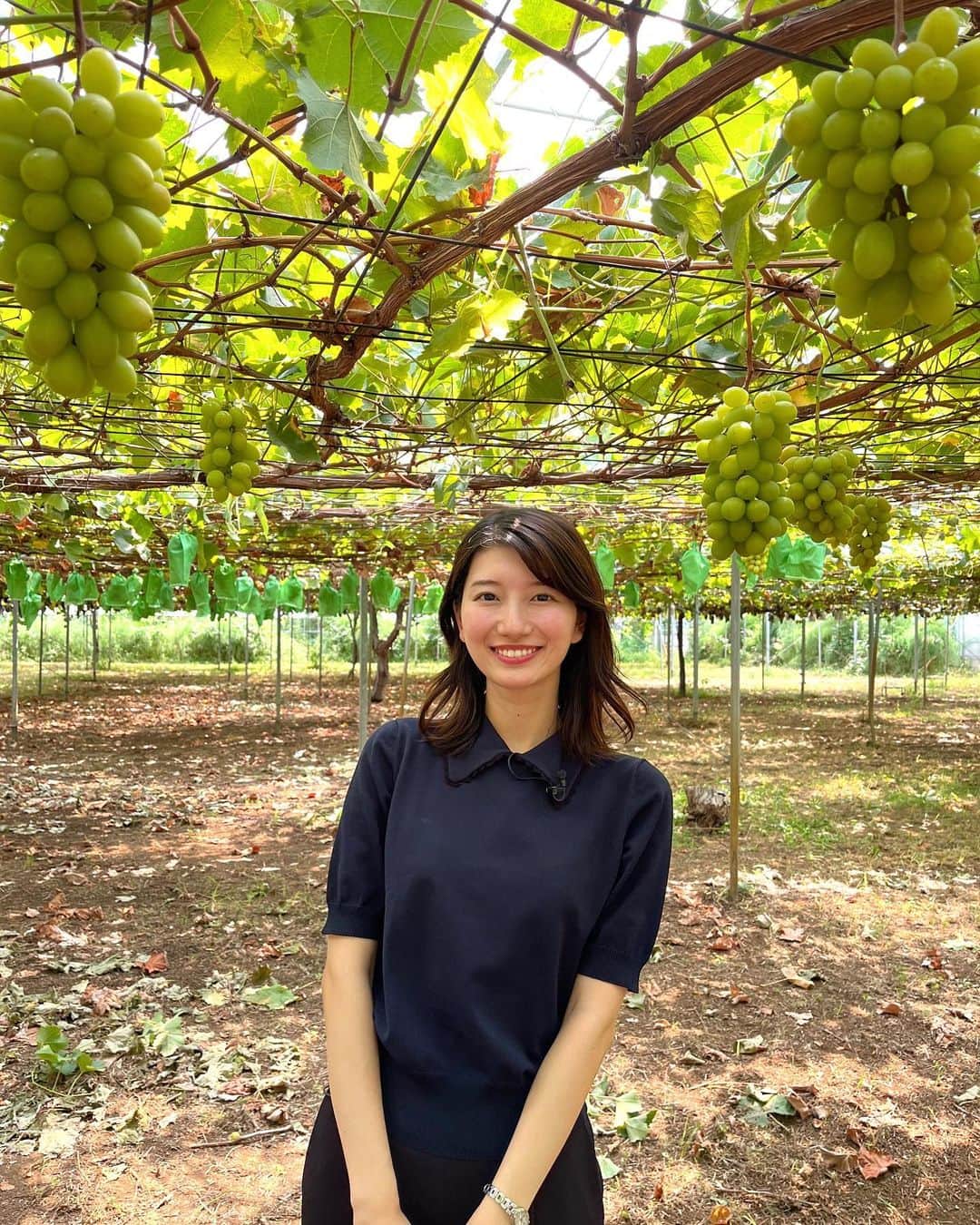 吉村恵里子さんのインスタグラム写真 - (吉村恵里子Instagram)「・ こんにちは🌞 今日は代打でひるおび中継を担当しました！  シャインマスカットが旬を迎えたということで、千葉県流山市でシャインマスカット狩りを体験して来ました。  幹からより遠い場所のブドウを選んだり、色は青みより黄ばみがあるものを選んだりすることで、甘くて美味しいブドウを選ぶことができるんです。  水代果樹園代表の水代さんにお話伺いながら、美味しくて甘いシャインマスカットを収穫できました🍇  食べてみると、みずみずしくて甘い！ パリッシャキッとしていて粒のサイズも大きいんです。 食べ応えがあります！  農園の中からレストラン:ベルリコまで少し距離があり、CM中に到着しないなど、ほんと間に合わないかと思った中継でしたが息切れしながらも、採れたて野菜の生パスタランチをいただけて、何より楽しかったです。  美味しいパスタ、サラダもぺろっと完食しました。ありがとうございました。😊  #流山市 #シャインマスカット #ベルリコ #水代果樹園 #千葉 #シャインマスカット狩り」8月30日 12時30分 - yoshimura_eriko