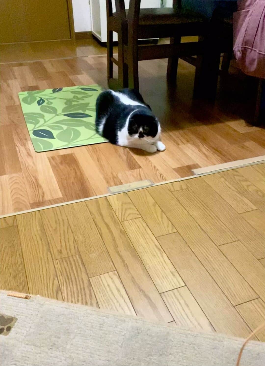 tiaichimaのインスタグラム：「え⁉️  #遊ばんのかーい  #牛柄組鼻まわり汚れ隊 #ムーギー#MuuGieeboy#cat#neko#ねこ#neko#ネコ#スコティッシュフォールド#Scottish Fold#まんじゅう部」