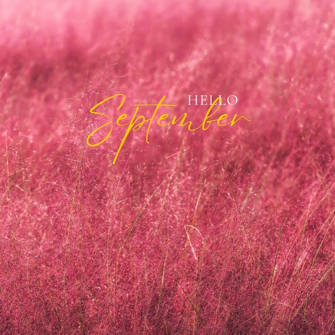 タイ航空さんのインスタグラム写真 - (タイ航空Instagram)「Immerse yourself in the enchanting beauty of Pink Muhly Fields as they come alive in a stunning bloom. Discover the charm of Pink Muhly in South Korea and plan your trip to see nature's artistry at its best. 🌸Don't wait any longer; schedule your Pink Muhly excursion today! Visit the link in our bio for flight to Seoul. Round trip (Economy Class) starts at 17,485*Baht per person. *Terms and conditions apply.  #thaiairways #smoothassilk #seoul #pinkmuhly #southkorea #tg   #PinkMuhlyMagic #southkoreabound」8月30日 13時21分 - thaiairways