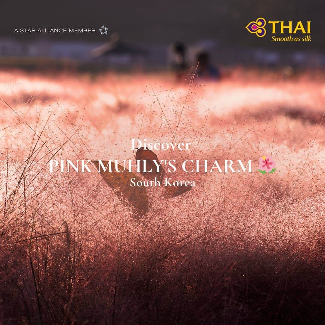 タイ航空のインスタグラム：「Immerse yourself in the enchanting beauty of Pink Muhly Fields as they come alive in a stunning bloom. Discover the charm of Pink Muhly in South Korea and plan your trip to see nature's artistry at its best. 🌸Don't wait any longer; schedule your Pink Muhly excursion today! Visit the link in our bio for flight to Seoul. Round trip (Economy Class) starts at 17,485*Baht per person. *Terms and conditions apply.  #thaiairways #smoothassilk #seoul #pinkmuhly #southkorea #tg   #PinkMuhlyMagic #southkoreabound」