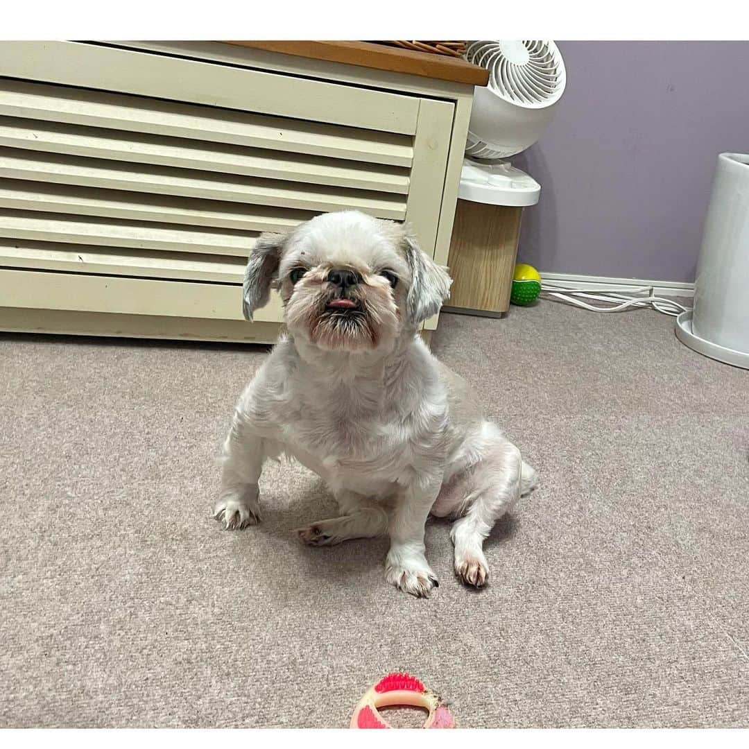 水沢史絵のインスタグラム：「こんぶがもっちゃんみたいな座り方してるー かわいいー！   #shihtzu  #シーズー #こんぶちゃん」