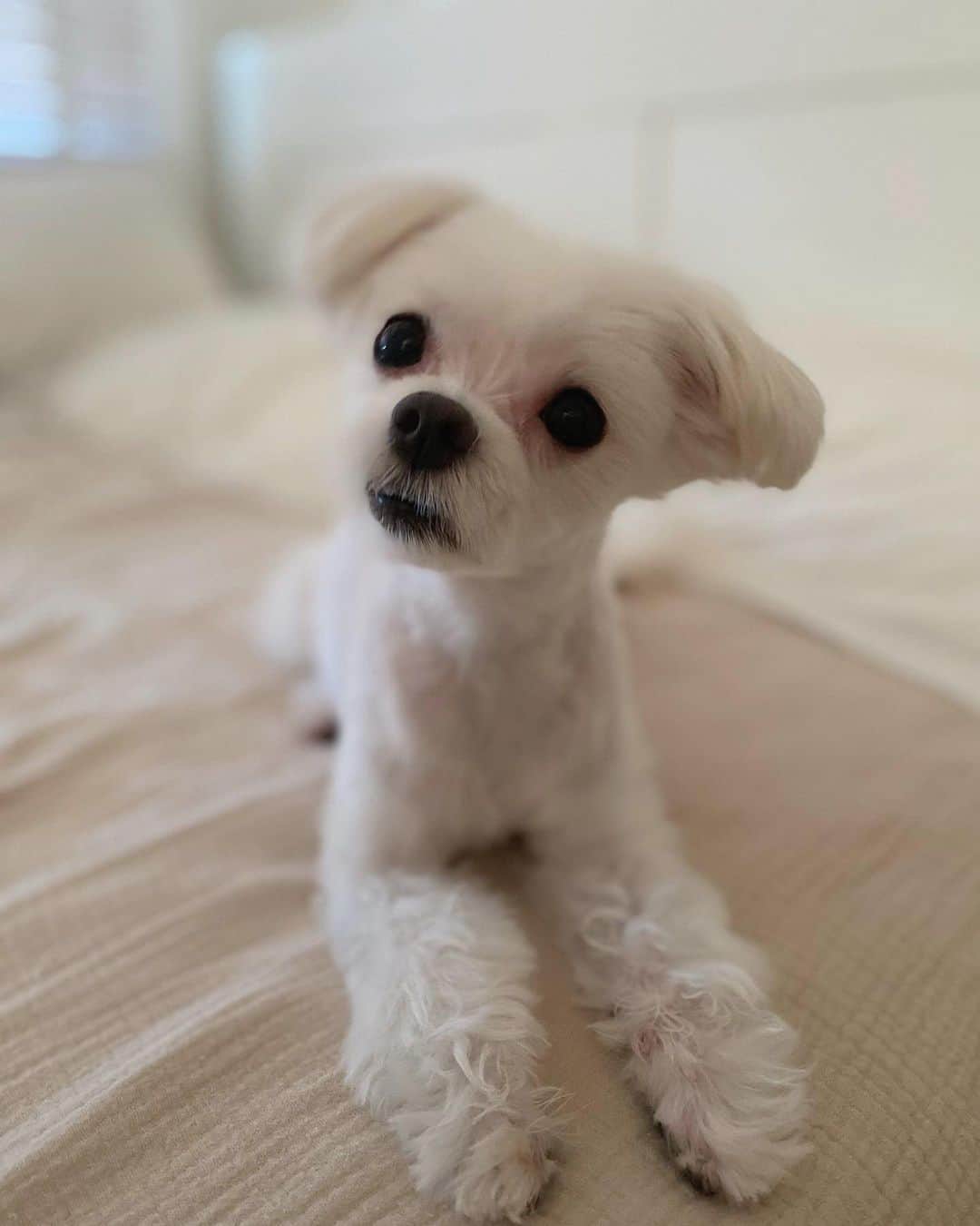 のインスタグラム：「おこちゃん🐶♡」