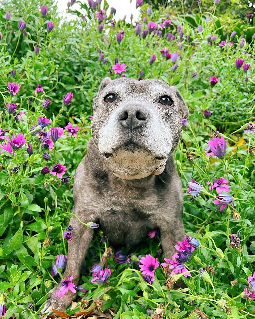 DARREN&PHILLIPさんのインスタグラム写真 - (DARREN&PHILLIPInstagram)「Don’t let dese beautiful pictures fool u… it’s pouring rain and mum literally picked me up to plonk my grumpy butt right in de middle of dis flower bush. I am not happy. 🪻🌸」8月30日 15時56分 - the_blueboys