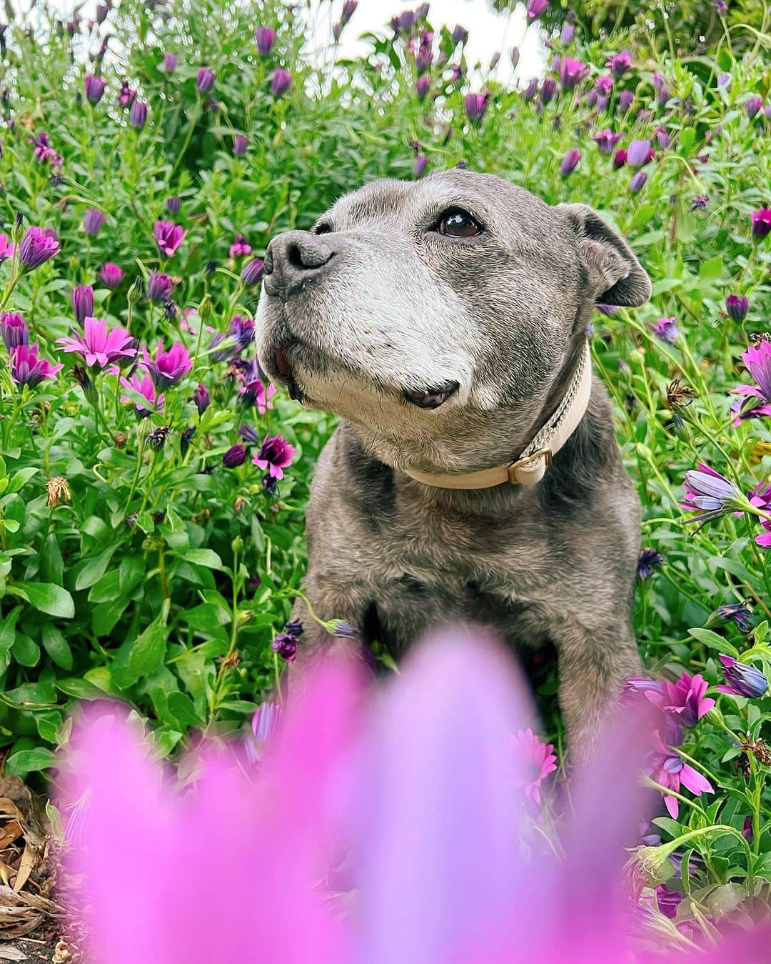 DARREN&PHILLIPのインスタグラム：「Don’t let dese beautiful pictures fool u… it’s pouring rain and mum literally picked me up to plonk my grumpy butt right in de middle of dis flower bush. I am not happy. 🪻🌸」