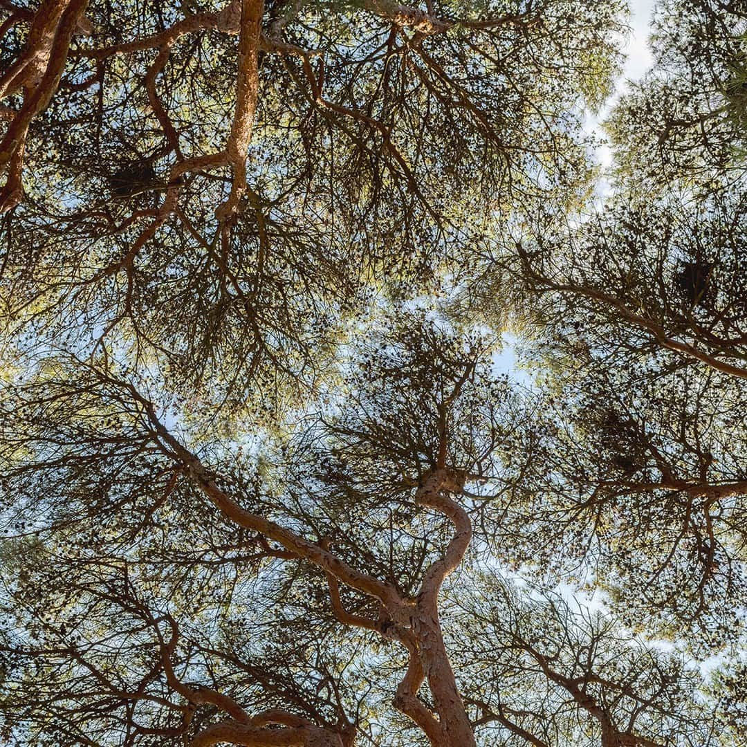 ニューヨーク植物園のインスタグラム：「If you’re feeling shy, the Ross Conifer Arboretum might be the collection for you—where the trees are equally so! 🌲   You may have seen “Crown Shyness” at NYBG before, a phenomenon where certain tree species—and in some cases, different species—refuse to touch branches and leaves as they grow, instead creating channels that look like rivers on a map. While scientists aren’t sure exactly why, the theory is that it helps trees avoid spreading diseases or pests from one to the next. So the next time you find yourself surrounded by trees, don’t forget to look up! You might find a fascinating surprise in the canopy.   #Pinus densiflora ‘Umbraculifera’ #plantlove」