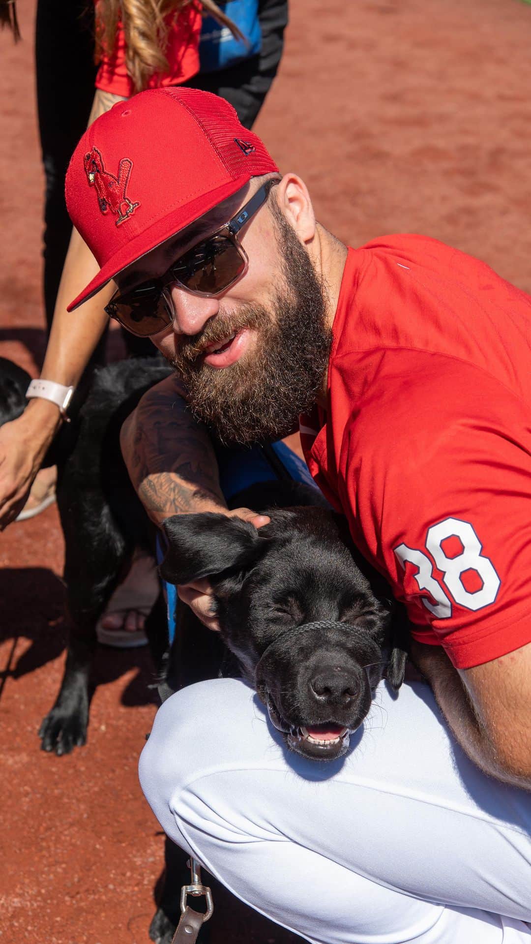 セントルイス・カージナルスのインスタグラム：「30 seconds of puppies + players to brighten your day 🐶」