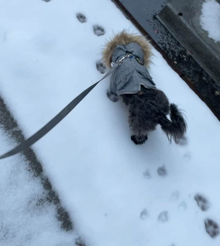 サラ・ラミレスのインスタグラム：「Thanking you for making my 47th year a wild ride I won’t soon forget with a photo dump that’s mostly pics and videos of my dog Mio.  PART 9」