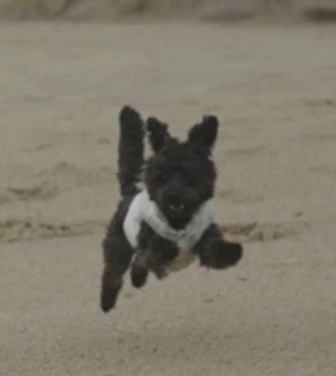 サラ・ラミレスのインスタグラム：「Thanking you for making my 47th year a wild ride I won’t soon forget with a photo dump that’s mostly pics and videos of my dog Mio.  PART 12」