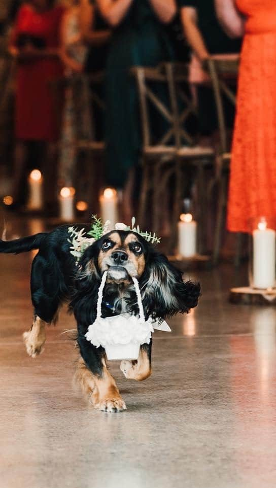 ハンナ・ミレイのインスタグラム：「My girl with the most important job of all! She certainly made it memorable, even with a quick dive bomb into my veil 😂💍❤️🐶  📹 - @robertson.creative   #ringbearer #dogofhonor #weddinganniversary #memories」