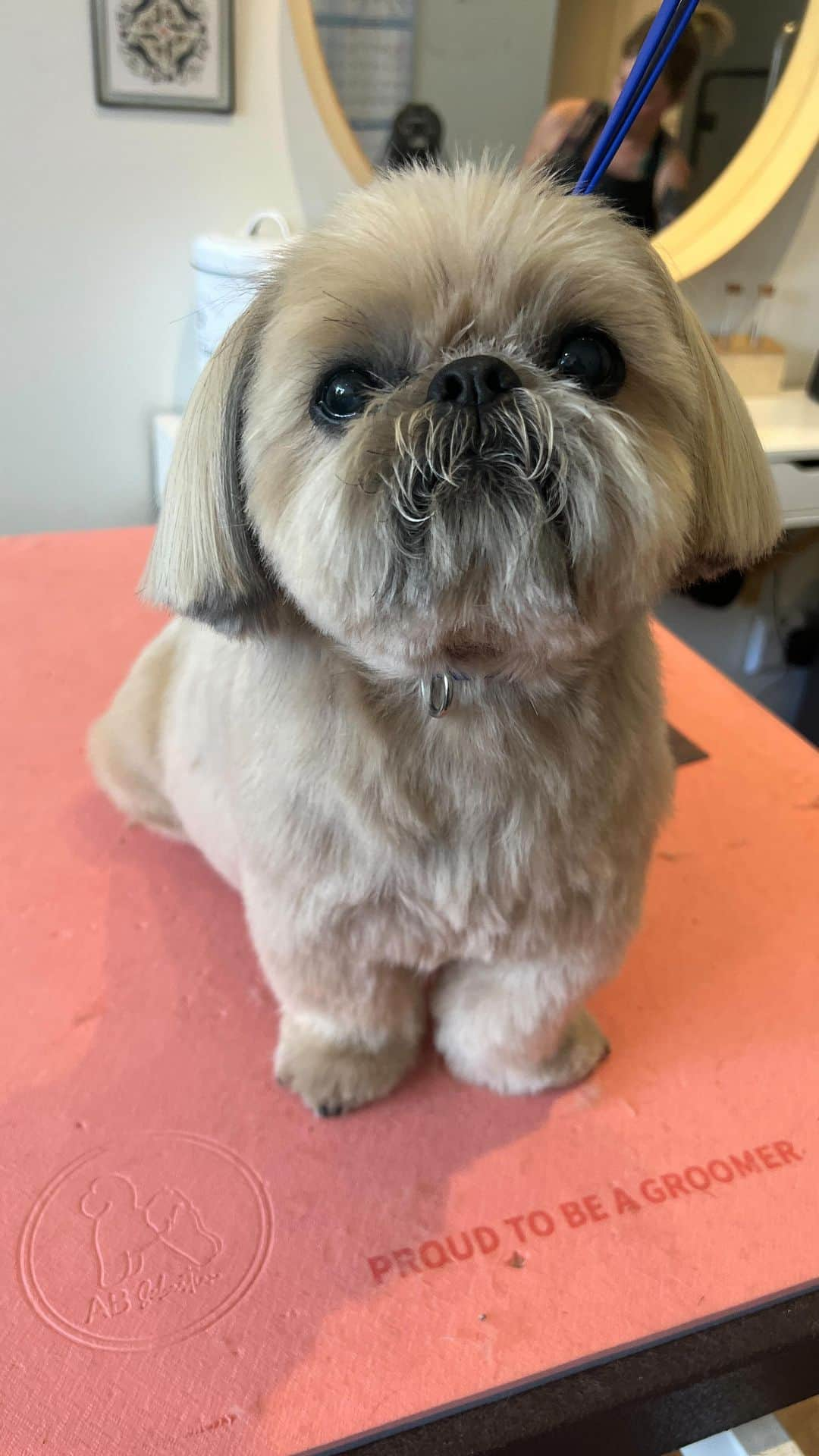 Dougie the Shih Tzuのインスタグラム：「Dougie really brought the Kenergy into our shop yesterday. Especially while waiting for his bath.」