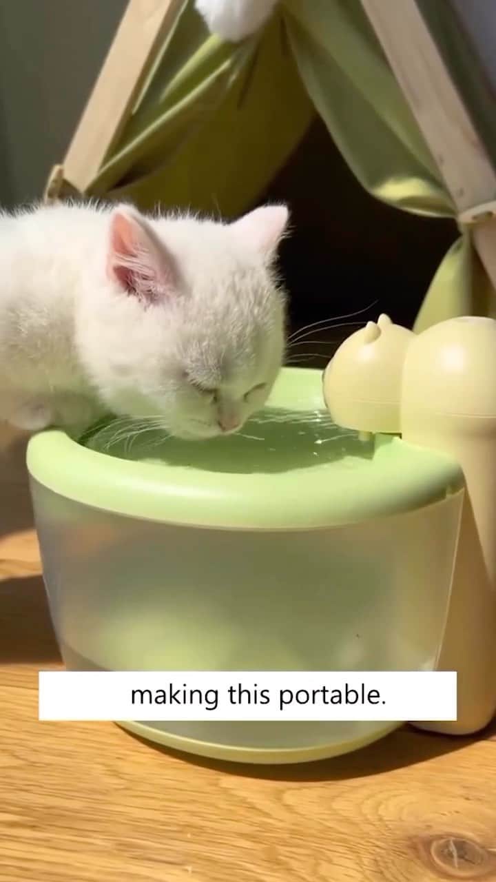 Cute Pets Dogs Catsのインスタグラム