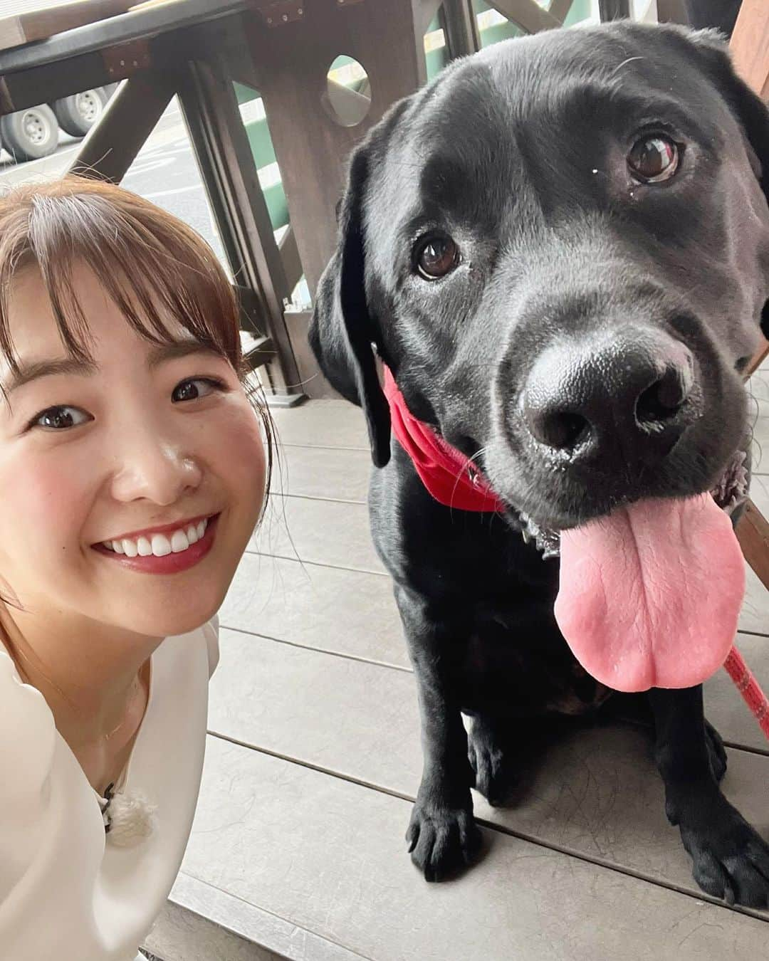 西尾菜々美のインスタグラム：「今日ロケで出逢った看板犬のオリバーくん☕️🐾  店員さんからもお客さんからも愛されていて とっても人懐こくて癒されました☺️  オーちゃんありがとう♡ オリバーくんも居るこのカフェでは ある”働き方”を取り入れています。  詳しくは後日アップ！「一歩前へ」でお伝えします♪  #ワンぽてぃと #看板犬 #かわいい 🤭」