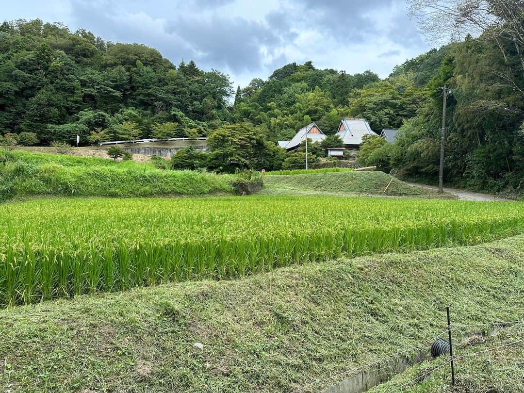 小谷あゆみのインスタグラム：「農村あるある（某現地調査）。 畦畔が美しく刈り込んであるのほ本当に気持ちいい きれいだなーと感じる心の奥に、稲刈りご苦労様〜とか、えらいな〜と敬う気持ちが込められている。 人の仕事に対するリスペクト。 近頃思うんだけど、 お米は売ろうとした時点から価値が目減りしていくのではないだろうか。 なんて書くとプロの農家に叱られるだろうか。 自分のために食べ物を作るとき、その価値は目減りしない。 田んぼ美しいな〜 虫の声が聞こえるな〜 秋だな〜 稲刈りだな〜 ごはんおいしいな〜 もちろん一年を通した農作業の中には、つらいことも過酷なことも悲劇もあるわけだが、 そんなことはどんな人生にもある。 東京世田谷で体験農園を利用する人は、例えば年間１０万円払ってきゅうり育つのを喜んだり、水不足でとうもろこしが不作だなと首をかしげながらも足繁く農園に通い、その時々の作業や収穫に勤しんでる喜んでる。 その利用料を野菜の値段に置き換えたりしない。 畑の価値を野菜の値段と紐づけないのだ。（畑の所有者は違う）。利用者＝消費者の話。 田んぼでも里山でもこの風景美しいねえと言って愛でるのは、外の人だ。 お米を売りに町まで行商に行くと買い叩かれるのが市場原理なら、 売りに行かないでここへ取りに来させる方法はないだろうか。 買ってくださいを止めて、 この風景を見に来てくださいと言う戦法に変えるのだ。村上龍は考えた。みたいな〜 ここ、空き寺なんだつて。 全国に7万5千の寺があるうち、2万が空き寺で、あと10年で4万になるという。 空き校舎、空き家、空き寺。 夏休み子どものいない秋の寺。ゴーーン。」