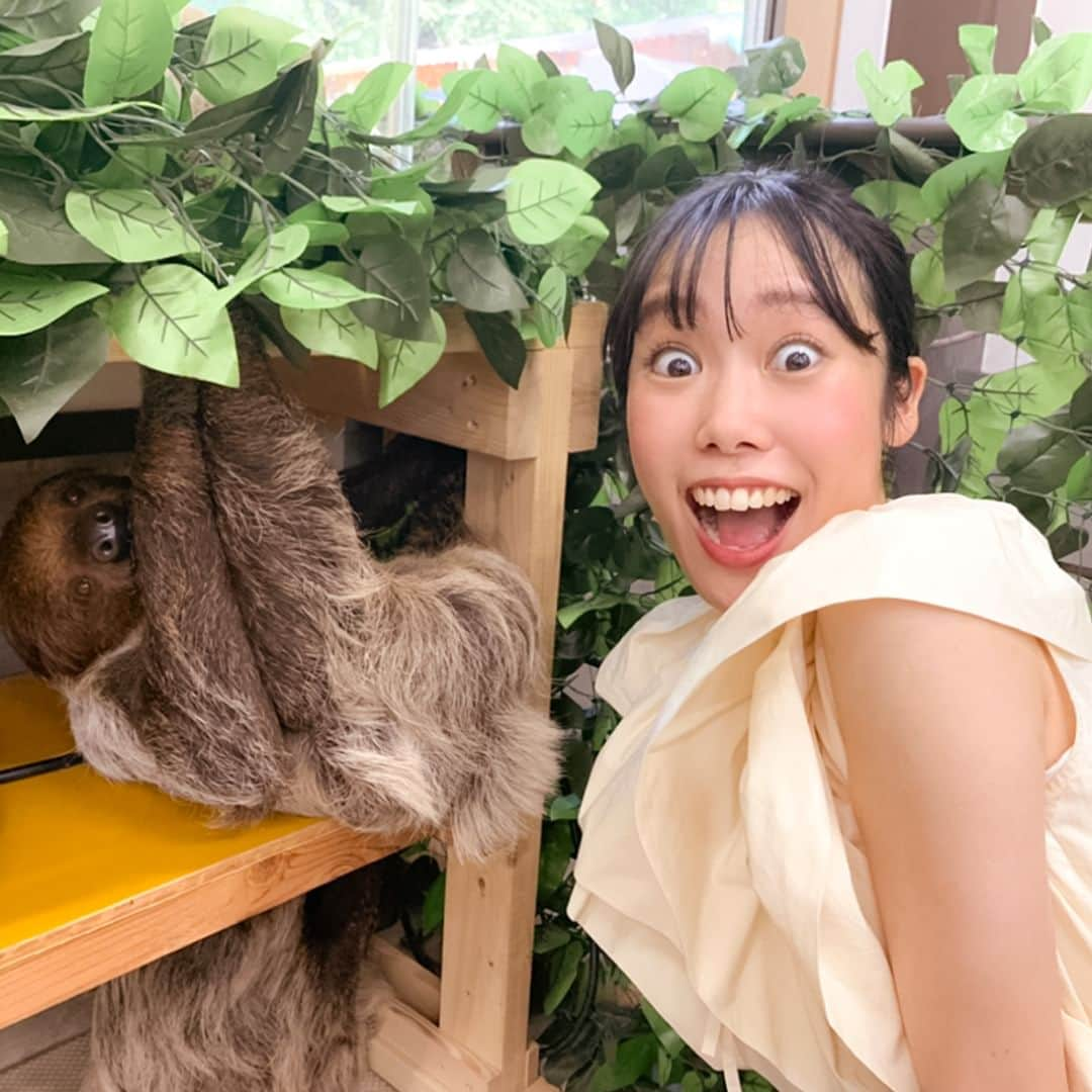 KSBアナウンサーさんのインスタグラム写真 - (KSBアナウンサーInstagram)「🎤 野口真菜です！  皆さんの最近の"癒やし"は何ですか？ 私はというと、 数年前からナマケモノのゆるさとキュートさにハマり🦥 せっせとグッズを集めたり、動画を眺めたり 最近では本格的に飼い方を検索し始めたり…🧐 と、そんな中！ ついに、わが町のナマケモノちゃんズをご紹介できる日がやってきました！🥹❤️  今週金曜日の「ググッと。瀬戸内」のテーマは“わが町の人気者”！ 香川県からは、 東かがわ市「しろとり動物園」の２匹のナマケモノを紹介します！🦥❤️🦥  ナマケモノというと 木の上で過ごしているイメージがあるかもしれませんが… 安心しきっているからなのか、 ごはんを食べたまま地面で眠ってしまったり 遠く離れたいすの下にすっぽりおさまっていたりと、 とにかく自由なんです🦥 （さすが、“自由すぎる動物園”！😳）  9/1(金) News Park KSB 夕方6:15〜 会いに行きたくなること間違いなし✨ ぜひチェックして、癒やされてくださいね🥺❤️  #癒やし #ナマケモノ #🦥 #わが町 の #人気者 #東かがわ市 #しろとり動物園 #自由 #自由すぎる動物園  #NewsParkKSB #ニュースパ #ググッと瀬戸内  #5ch #KSB瀬戸内海放送 #岡山 #香川 #okayama #kagawa #野口真菜 #アナウンサー #女性アナウンサー #テレビ局」8月30日 17時58分 - ksb_announcer