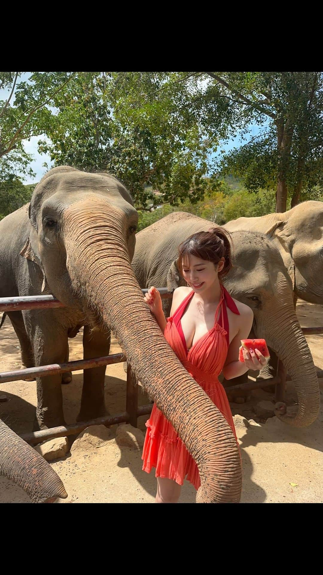 あべなつきのインスタグラム：「タイのぞうさん🍉🐘🇹🇭  かあいいよー🥹 次はゾウさんに乗りたいな〜🐘 サムイ島で動物とたくさん触れ合ってる笑  #サムイ島 #タイ #タイ旅行  #ゾウ」