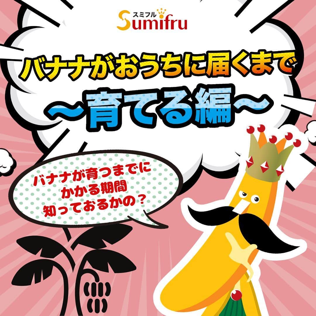 Sumifruさんのインスタグラム写真 - (SumifruInstagram)「【スミフルのバナナが届くまで🍌～育てる編～】  みなさんが、日頃スーパーで見かけるスミフルのバナナ、みなさんの食卓に届くまでにどのような過程があるかご存知ですか？💭 今週は3回のシリーズでバナナが届くまでのストーリーをご紹介します！ 第1回は「育てる編」です🍌  バナナの栽培は育苗から収穫まで長い時間をかけて、丁寧に大切に育てています⏰ 低地栽培のバナナは収穫まで約10ヶ月ほどですが、甘熟王などの高地栽培バナナは、さらに長い約14ヶ月という期間がかかります🍌 そして、さらに厳選された標高800m以上の「超高地」で栽培される甘熟王ゴールドプレミアムは、なんと15ヶ月前後の栽培期間なんです！  高地にある農園では、昼夜の気温差によって果肉に含まれるデンプンの量が増え、その結果、凝縮された甘みやもっちりとした食感の美味しいバナナが育ちます。  バナナは手軽に美味しく食べられるうえに、1本に色々な栄養成分が含まれている、まさに栄養バランスの王様といえる果物🍌 次回は『運ぶ編』で、バナナが日本にやってくる時の工夫についてお伝えします！  #バナナ #豆知識 #雑学 #高地栽培 #フルーツ #南国フルーツ #離乳食 #腸活 #栄養 #甘熟王ゴールドプレミアム #甘熟王 #バナナはスミフル」8月30日 18時12分 - sumifru_banana