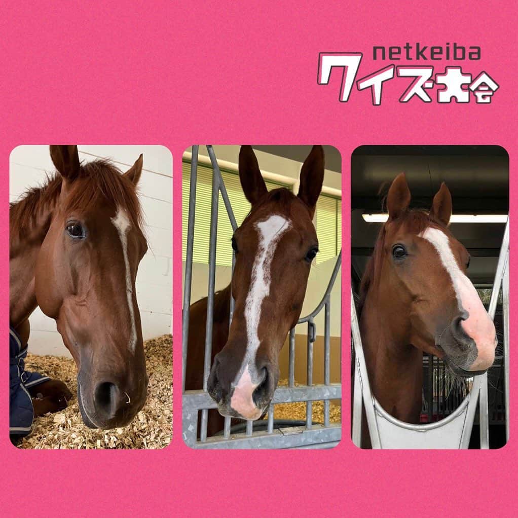 netkeibaさんのインスタグラム写真 - (netkeibaInstagram)「ㅤㅤㅤㅤㅤㅤㅤㅤㅤㅤㅤㅤㅤㅤㅤ ㅤㅤㅤㅤㅤㅤㅤㅤㅤㅤㅤㅤㅤㅤ  本日から開催‼️ netkeibaクイズ大会🥳  日本競馬界を代表するトップ騎手、調教師など 5名のゲストが週替わりでクイズを出題します❤️‍🔥  今週の出題者 #坂井瑠星 騎手から 特別にもう1問、出題いただきましたので インスタ限定プチクイズ✌🏻♡  ぜひコメントでご回答くださいね💬💖  ┈┈┈┈┈┈┈┈┈┈┈┈┈┈┈┈┈┈┈┈  「 競馬オタクの僕から問題です！ 僕が撮影したかわいい3頭の栗毛の馬たちの写真 順番の正しいものを選んでください！ 」  ① コンティノアール → チェーンオブラブ → チェスナットコート  ② チェーンオブラブ → チェスナットコート → コンティノアール  ③ チェスナットコート → コンティノアール → チェーンオブラブ  ※画像左からの順番です 正解は1週間後にストーリーで発表します！  ┈┈┈┈┈┈┈┈┈┈┈┈┈┈┈┈┈┈┈┈  netkeibaクイズ本大会は  @netkeiba の プロフィール 🐴 ハイライトからご参加ください🥴🌈 . . #instahorse #horsetagram #thoroughbred #horseracing #horse #horseofinstagram #keiba #競馬 #馬 #騎手 #栗毛 #コンティノアール #チェスナットコート #チェーンオブラブ」8月30日 18時28分 - netkeiba