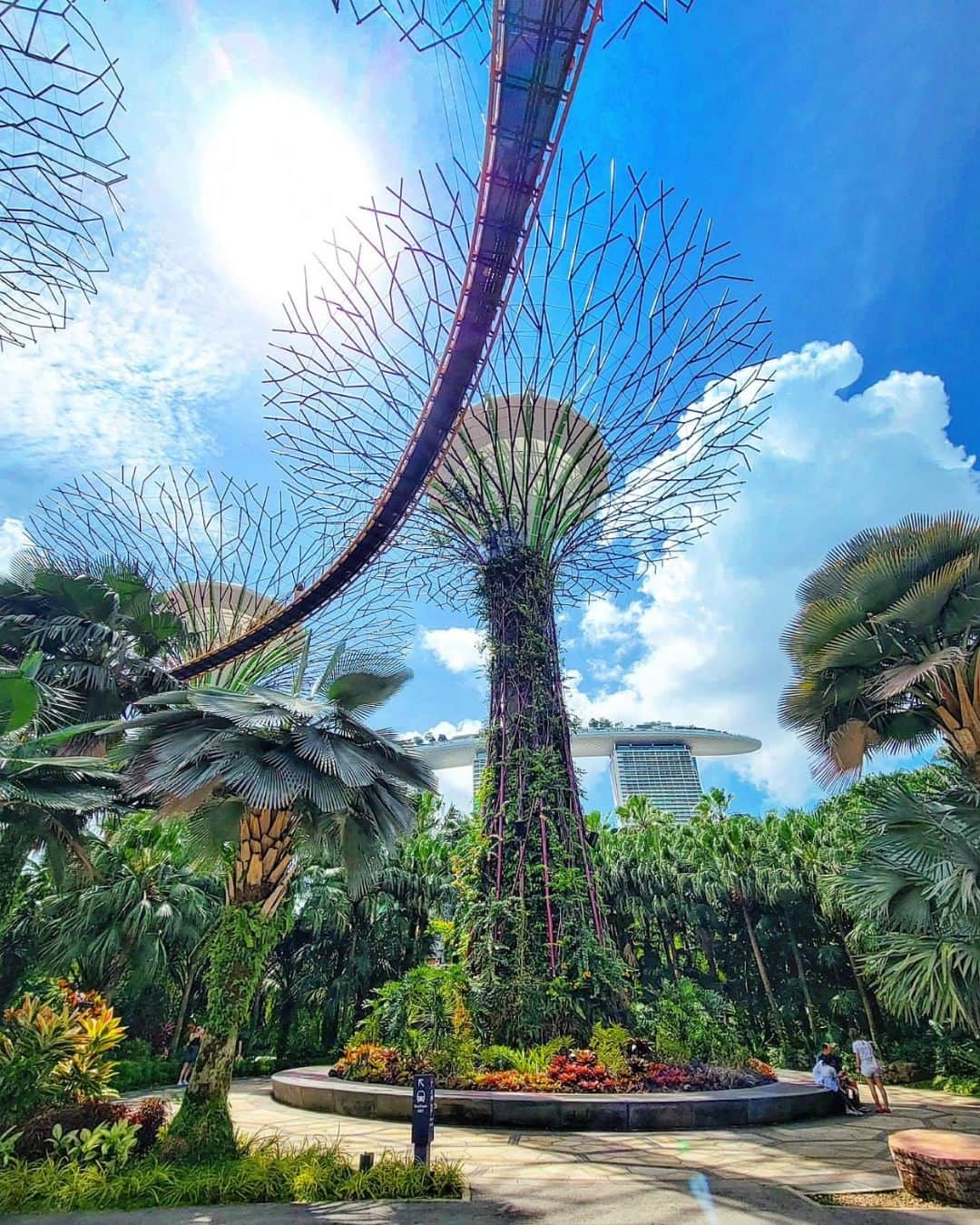 エイチ・アイ・エスさんのインスタグラム写真 - (エイチ・アイ・エスInstagram)「＼シンガポールで見逃せない‼️巨大植物園🌳／  面白い観光スポットがたくさんあるシンガポール🇸🇬 巨大植物園"ガーデンズ・バイ・ザ・ベイ"は、特徴的なスーパーツリーと世界中から集められた植物が展示されていて、大人も子供も楽しめるスポット🚩  世界最大のガラス張りの温室として、ギネス世界記録にも登録されています👏 植物好き、建築好きの人は一度は行ってみたいスポットではないでしょうか👀  マリーナベイ・サンズも望めて、シンガポールらしい雰囲気も味わえますよ✨ 夜のショーも必見🔥 …………………………………………………………… 📍  #ガーデンズバイザベイ  📸 @mamiii671roe さん  MARINA BAY SANDSのすぐ隣にあるGardens by the Bayは、 シンガポールの近未来植物園。 見所はやはり高さ25〜50mの巨大なツリーが並ぶスーパーツリー!! ……………………………………………………………  旅先探しのヒントは こちらをチェック▶︎▶︎▶︎ @his_japan   —————— 📷旅のお写真募集中✈️ ——————  皆さんの旅の思い出は、@his_japan OR #his_japan2023 を付けてシェアしてください🙌 過去PICもOKです❗️  集まったお写真は、HISのSNSやオウンドメディアでご紹介🙆‍♀️  #旅の思い出 #海外旅行  #アジアおすすめスポット #シンガポールおすすめ #シンガポール観光スポット #マリーナベイサンズ #シンガポール旅行 #海外建築好き  #次の旅先リスト #旅行好きな人と繋がりたい #写真好きな人と繋がりたい #旅したくなるフォト #旅スタグラム #インスタトラベル #女子旅 #カップル旅 #家族旅行  #instatravel #instapassport #photooftheday #instaphotography #worldtravelpics #worldtraveler #japantravelphoto #singaporefood #singaporetravel #gardensbythebay」8月30日 18時30分 - his_japan