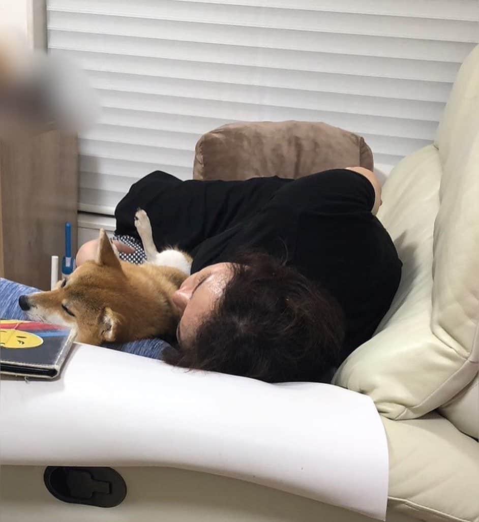 久保田磨希さんのインスタグラム写真 - (久保田磨希Instagram)「私は犬です‼️犬の生活をします‼️のそいちゃんが、私の肩や膝に乗る時は、お父さんのちょっかいから逃げる時💨 抱っこして横になってくれる時は、仕方がないなぁ付き合ってやるかな時💨 距離を保ちながら近くにいる犬🐕それがそいです🤭 ああ、可愛い❤️ #久保田磨希 #柴犬 #豆柴」8月30日 18時42分 - maki_kubota1973