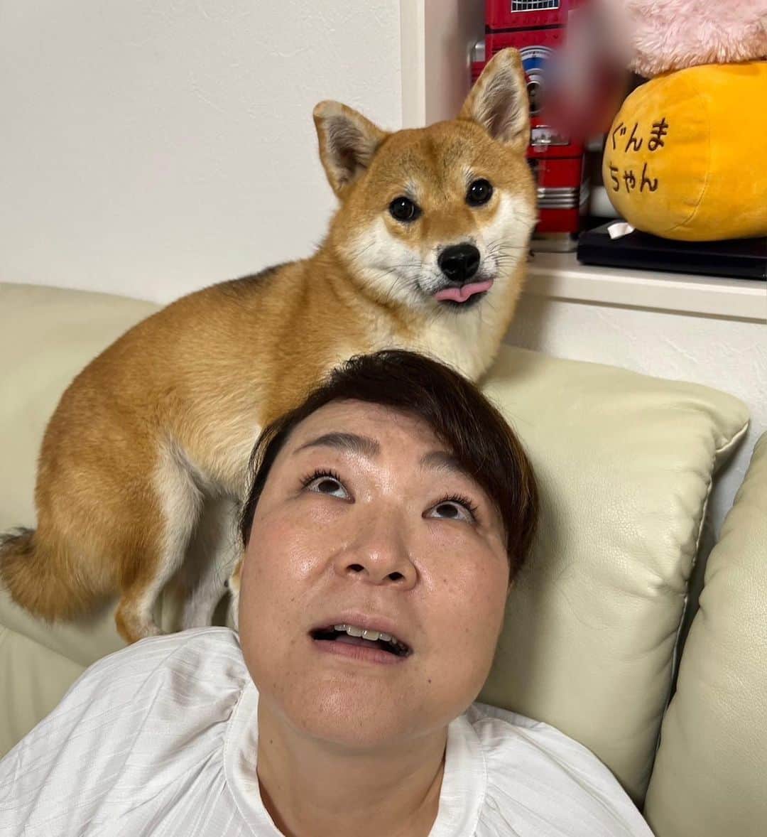 久保田磨希のインスタグラム：「私は犬です‼️犬の生活をします‼️のそいちゃんが、私の肩や膝に乗る時は、お父さんのちょっかいから逃げる時💨 抱っこして横になってくれる時は、仕方がないなぁ付き合ってやるかな時💨 距離を保ちながら近くにいる犬🐕それがそいです🤭 ああ、可愛い❤️ #久保田磨希 #柴犬 #豆柴」