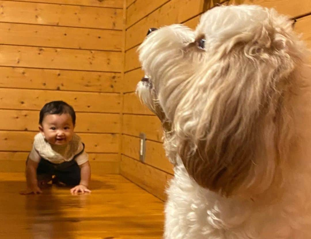 あんちゃんさんのインスタグラム写真 - (あんちゃんInstagram)「モチとモフ👶🏻🐶  またまたツーショットで 失礼いたします🙏💦  旅行先でも 仲良く過ごしてました モフモフとモチモチコンビ☺️💕  外が暑すぎて 全然活用できなかった 外のBBQスペース😂😂  今度はリベンジしたいなぁ🤔🍖  外の椅子は ワンちゃんも乗ってオッケー👌 高さ的にもちょうど良くて あんちゃんもちょこんて座ってた😂❤️  あとは 群馬帰省での家族グランピング🏕 思い出写真 詰め合わせ投稿って感じ🤣✨  じぃじとばぁばに いっぱい可愛がってもらって だいすけ🐩ともたくさん戯れあって 大満足なあんちゃんでした🐶  楽しかったのか 帰りの時には 「帰りたくないーっ☹️」って 全然動かなくて困った🤣💦  頑固だから 結局抱っこで連行しました。笑  そんな楽しかったなら また遊びに来なきゃね🤭🎶  最後お宿の人が撮ってくれた 家族写真👩🏻‍🦳🐩👨🏻‍🦳👨🏻👶🏻🐶👩🏻  （並び順🤣👆）  あんちゃんとっても可愛いから 是非拡大してみてほしい👀💕  赤ちゃんみたい🥺💘  あとラッコに似てる🦦笑笑  さりげなく👶🏻👍ってしてる モチモチにも注目です。笑  #モフモフとモチモチ #モフモフとモチモチの夏休み   #キャバションあんちゃん  #あんちゃん　#ぬいぐるみ犬 #スヌーピー  #スヌーピー犬 #キャバション　#キャバビション　 #キャバリア #キャバリアキングチャールズスパニエル #ビションフリーゼ　 #犬  #いぬすたぐらむ #犬のいる暮らし  #わんこなしでは生きていけません会 #いぬのきもち  #犬好きな人と繋がりたい #短足部　#比熊犬 #doglove #cavachon #inustagram #puppy  #snoopy #andy #멍스타그램 #개스타그램　#댕스마스」8月30日 18時50分 - anchan_0115_andy