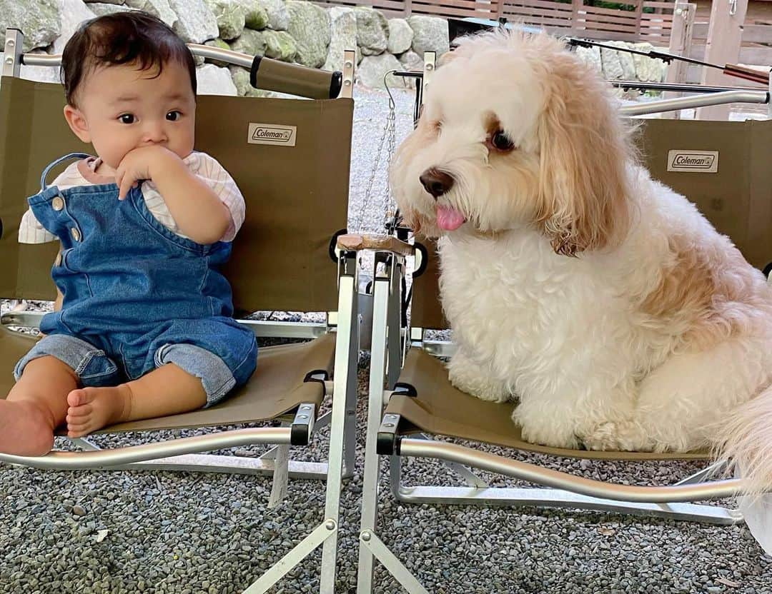 あんちゃんさんのインスタグラム写真 - (あんちゃんInstagram)「モチとモフ👶🏻🐶  またまたツーショットで 失礼いたします🙏💦  旅行先でも 仲良く過ごしてました モフモフとモチモチコンビ☺️💕  外が暑すぎて 全然活用できなかった 外のBBQスペース😂😂  今度はリベンジしたいなぁ🤔🍖  外の椅子は ワンちゃんも乗ってオッケー👌 高さ的にもちょうど良くて あんちゃんもちょこんて座ってた😂❤️  あとは 群馬帰省での家族グランピング🏕 思い出写真 詰め合わせ投稿って感じ🤣✨  じぃじとばぁばに いっぱい可愛がってもらって だいすけ🐩ともたくさん戯れあって 大満足なあんちゃんでした🐶  楽しかったのか 帰りの時には 「帰りたくないーっ☹️」って 全然動かなくて困った🤣💦  頑固だから 結局抱っこで連行しました。笑  そんな楽しかったなら また遊びに来なきゃね🤭🎶  最後お宿の人が撮ってくれた 家族写真👩🏻‍🦳🐩👨🏻‍🦳👨🏻👶🏻🐶👩🏻  （並び順🤣👆）  あんちゃんとっても可愛いから 是非拡大してみてほしい👀💕  赤ちゃんみたい🥺💘  あとラッコに似てる🦦笑笑  さりげなく👶🏻👍ってしてる モチモチにも注目です。笑  #モフモフとモチモチ #モフモフとモチモチの夏休み   #キャバションあんちゃん  #あんちゃん　#ぬいぐるみ犬 #スヌーピー  #スヌーピー犬 #キャバション　#キャバビション　 #キャバリア #キャバリアキングチャールズスパニエル #ビションフリーゼ　 #犬  #いぬすたぐらむ #犬のいる暮らし  #わんこなしでは生きていけません会 #いぬのきもち  #犬好きな人と繋がりたい #短足部　#比熊犬 #doglove #cavachon #inustagram #puppy  #snoopy #andy #멍스타그램 #개스타그램　#댕스마스」8月30日 18時50分 - anchan_0115_andy