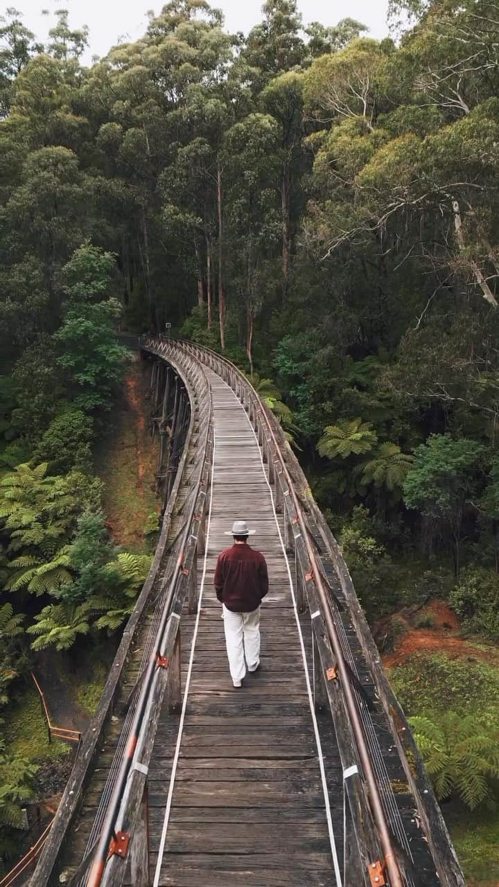 Australiaのインスタグラム：「All our rainforest dreams have come true in @visitmelbourne 🌿 Just two hours from Narrm (#Melbourne), you’ll stumble across the Noojee Trestle Bridge, one of the only remaining historic timber trestle bridges in #Victoria! Standing proud at 21 metres tall and 102 metres wide (🤯), this bridge is the starting point for many walking and cycling tracks that carve through the towering forest. It’s also a picnic-perfect spot to stop for lunch! 🧺   🎥: @wecrossborders   📍: Noojee, #Victoria   #SeeAustralia #ComeAndSayGday #VisitVictoria」