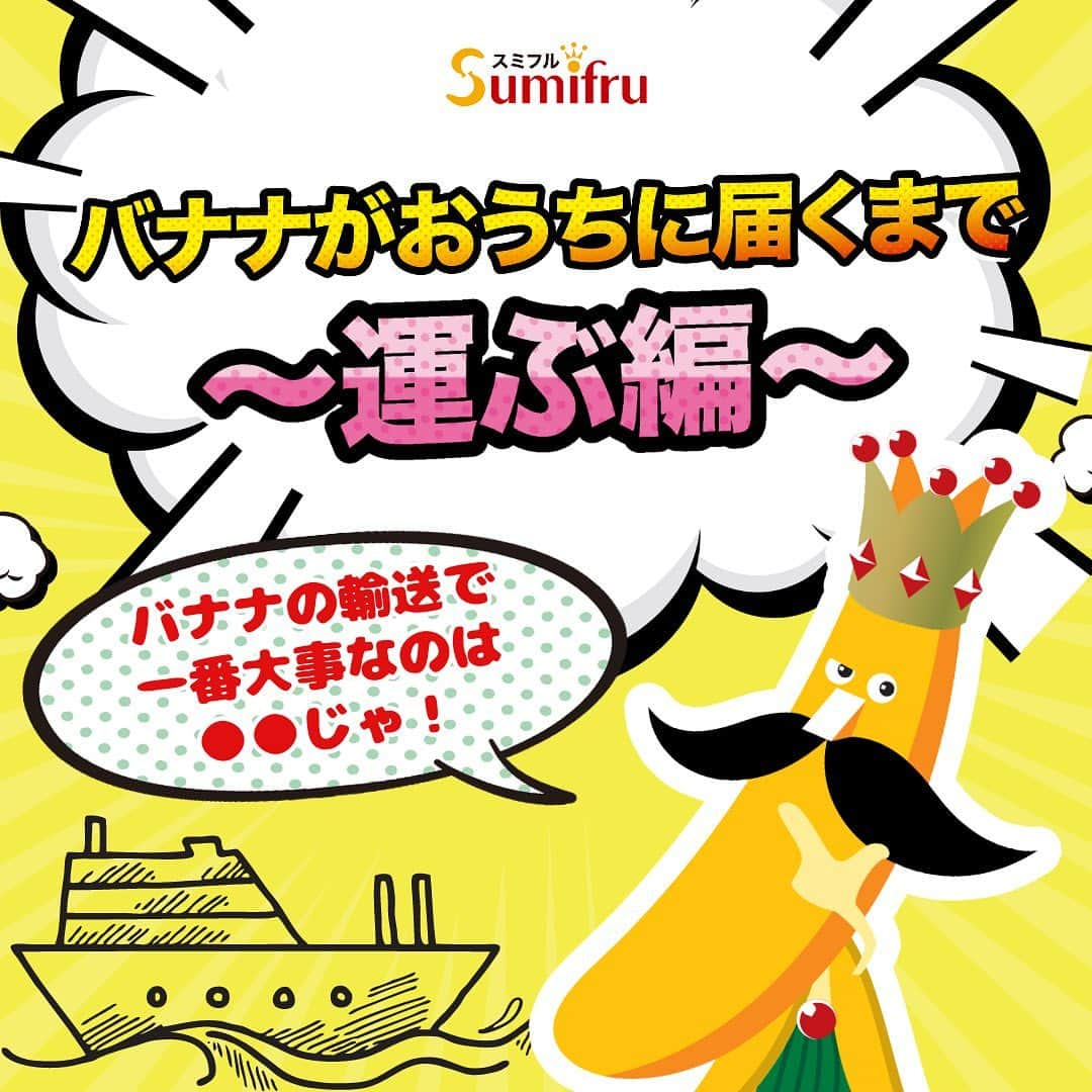 Sumifruのインスタグラム：「【スミフルのバナナが届くまで🍌～運ぶ編～】  バナナが食卓に届くまでを3回シリーズで紹介する「スミフルのバナナが届くまで」。 第2回は「運ぶ編」です！ みなさんが、日頃見かけるスミフルのバナナは収穫後、どうやって運ばれてくるかご存知ですか？  収穫後、温度管理されたトラックで港まで運ばれ、その後約6日間かけて「バナナ専用船」で日本に運ばれます🚢 このときの「温度」がとっても重要なのです！  バナナの鮮度を保ち、日本まで運んでくるための適温は『13.5℃』。バナナを港まで運ぶトラックやバナナ専用船内は 常にこの13.5℃にキープされ、バナナが自然に熟してしまわないよう、眠った状態を作り出します⏰😪 これが、スミフルが大切にしている『鮮度キープ輸送』なのです。  そして、バナナは青い状態のまま日本にやってきた後、美味しくなるために最後の大切なひと手間をかけるのです🌟 これは、第3回の「追熟編」をお楽しみに～  ＜知ってる❓豆知識💭＞ バナナが青いまま輸入される理由は… バナナが黄色くなっていると果実を好む外来種の虫が付いてしまう可能性があるから🌱 植物検疫法により、黄色いバナナは輸入することができません🙅  #バナナ #豆知識 #雑学 #高地栽培 #フルーツ #南国フルーツ #鮮度キープ輸送 #輸入 #栄養 #甘熟王ゴールドプレミアム #甘熟王 #バナナはスミフル」