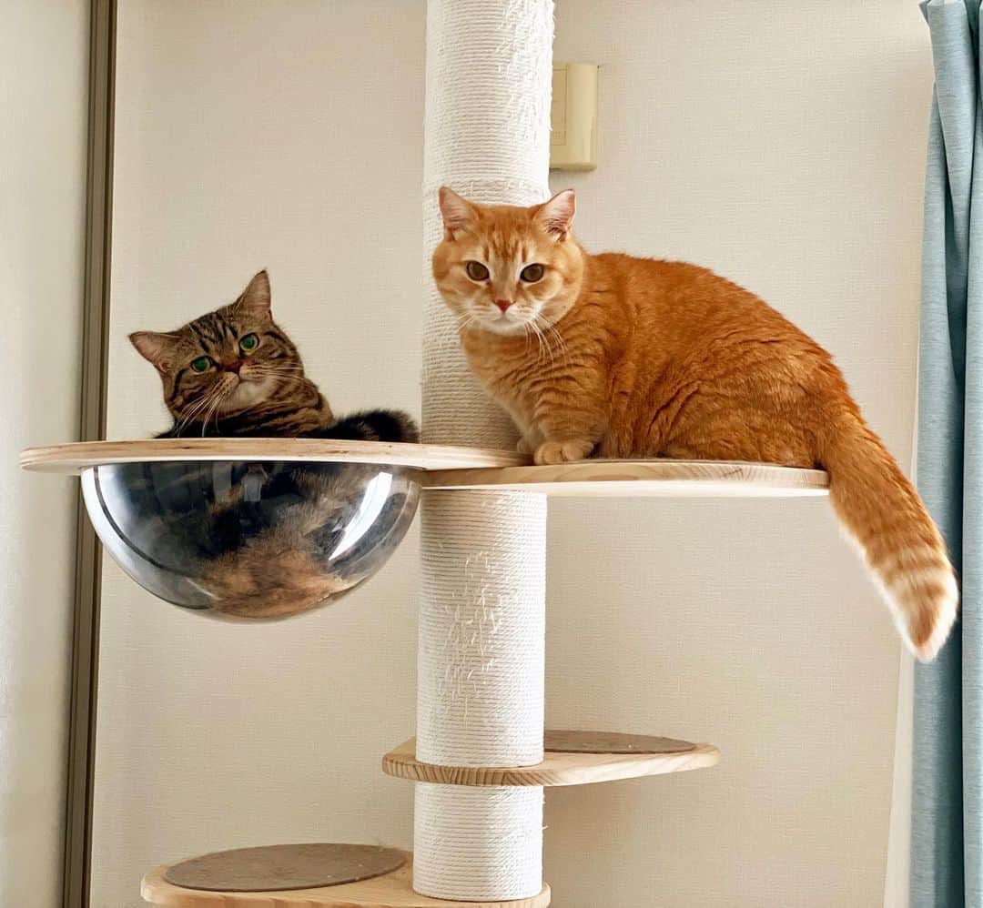 Purin_munchkincatのインスタグラム：「未だにキャットタワーの透明ベッドに一度も入れずにいるプリン😹 てっぺんまで登れるようになっただけ進歩！笑 プリンがてっぺんで座ってたらメルが後から透明ベッドに入った図です。  #短足マンチカンのプリンとメル #マンチカン #茶トラ #キジトラ #短足 #短足マンチカン #子猫 #ねこ部 #cat #munchkincat #catstagram #ilovecat #ふわもこ部 #catloversclub #munchkinlovers #catsofinstagram #にゃんすたぐらむ #ねこのいる生活 #猫好きさんと繋がりたい」