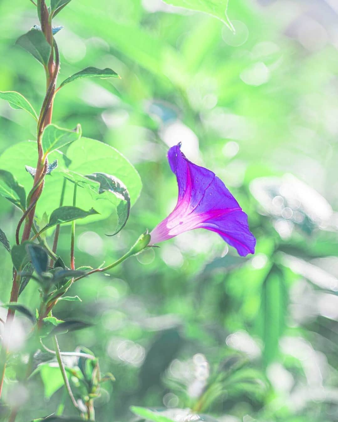 花の写真館のインスタグラム：「Photo by @snowberry_photograph. https://instagram.com/snowberry_photograph/ . Original Post[投稿いただいたURL] https://www.instagram.com/p/CvLMX1QyIMr/ . 本アカウントは、 #私の花の写真 をつけてInstagramに投稿された皆さまの花の写真や、「花の写真館」Facebookページで投稿された花の写真を紹介します。 「花の写真館」Facebookページは、「 @floral.photograph 」のプロフィールにあるURLからご覧ください。 . ※各種法令、マナー、関係者の指示に従った撮影をお願いします。 *Please ensure that your photography adheres to all relevant laws, etiquette, and instructions issued by authorized persons. ※本アカウントは東京カメラ部がFacebook、Instagramのサービスを利用して運営しているもので、Meta社・Instagramとは一切関係ありません。 . #花の写真館 #floralphotograph #floralphoto #flower #flowers Follow: @floral.photograph」