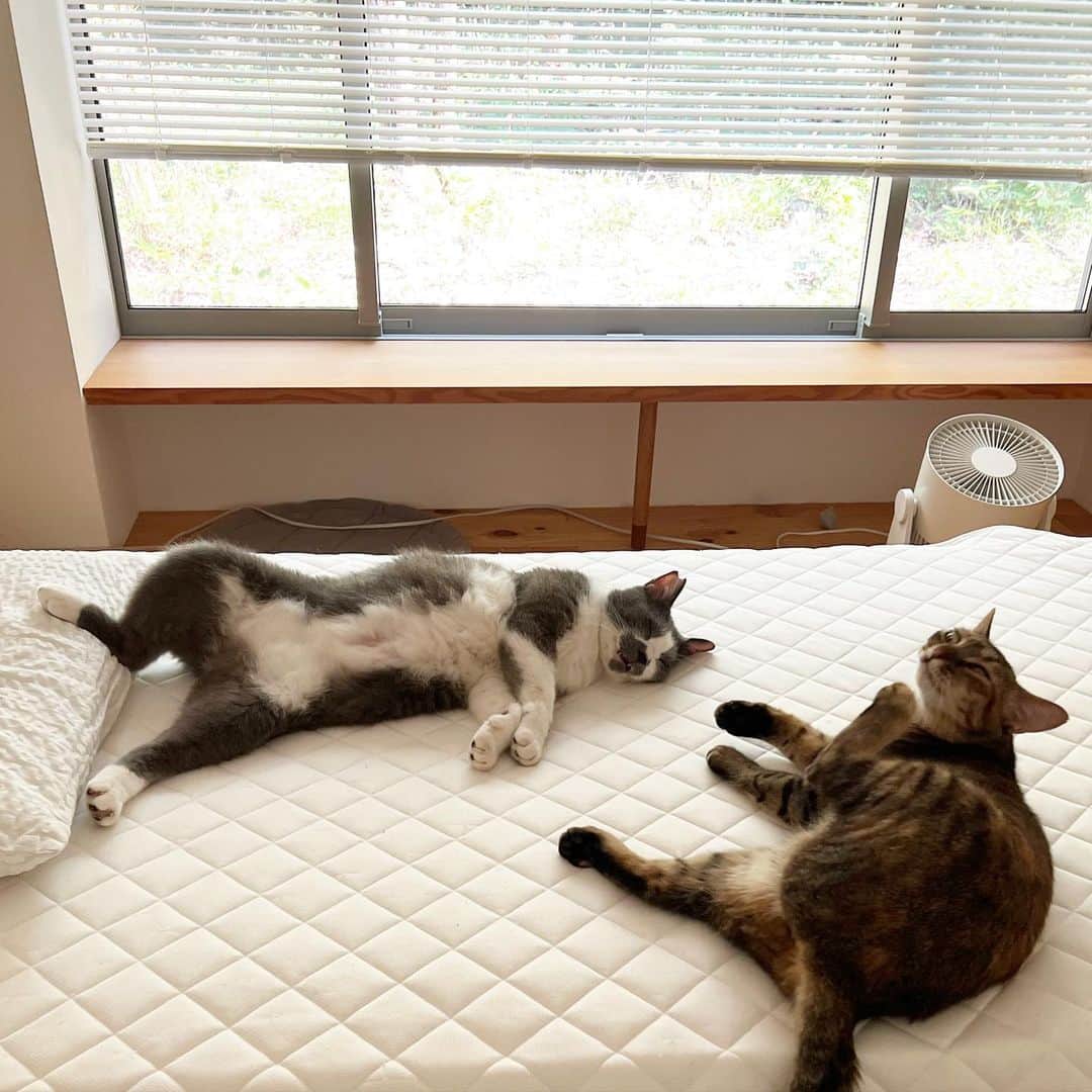 くまお父さんのインスタグラム写真 - (くまお父Instagram)「ちんまりくまお 拡大したら… #くまおの呪い  #父がいます #父水曜日は早帰りデー  #ilovecat」8月30日 19時44分 - kumaomaru